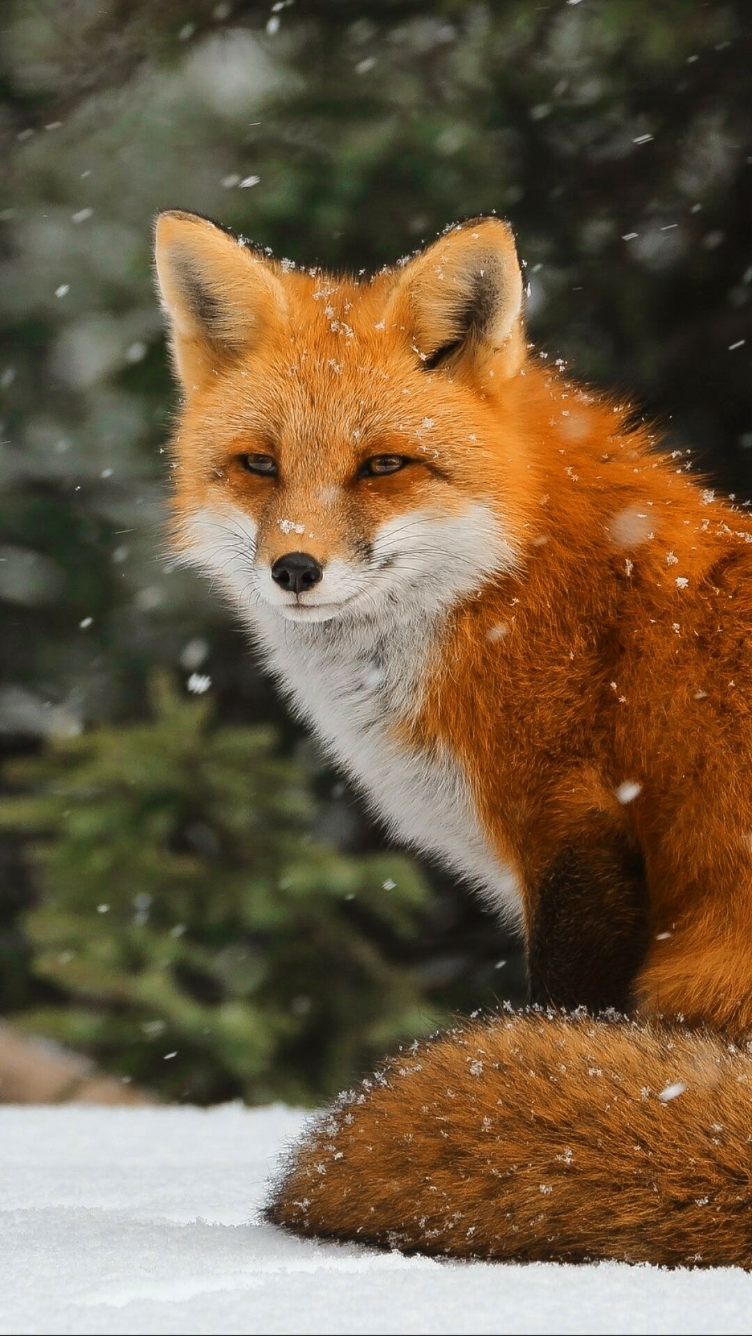 Fox: Capable of learning from experience, which has earned it the “cunning” namesake in literature. 1080x1920 Full HD Background.