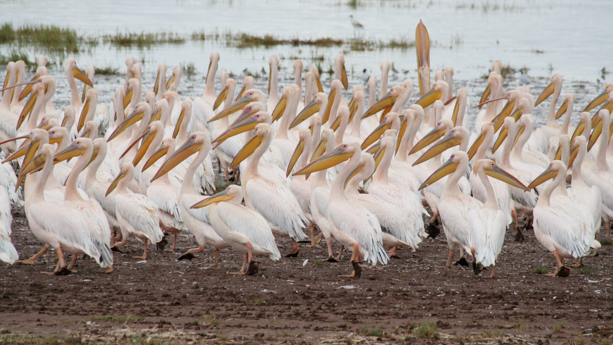 Serengeti National Park, Pink flamingoes, Lake Manyara, Tanzania travelogue, 2000x1130 HD Desktop