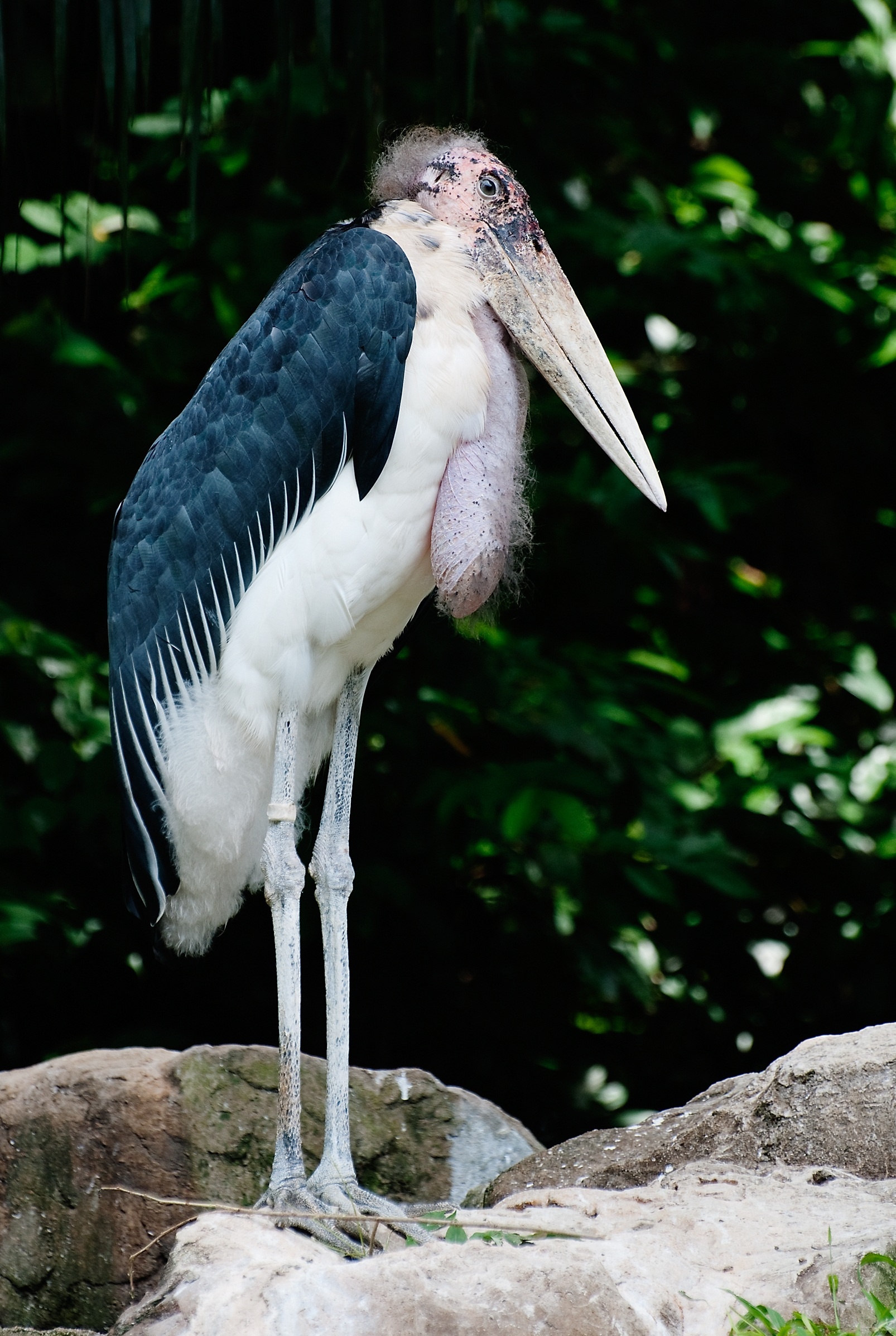 Free photo download, Jooinn source, Nature photography, Marabou stork in flight, 1610x2400 HD Handy