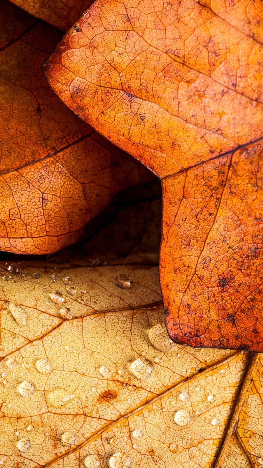 Leaves: The leaf's petiole, Brown rusty foliage. 1080x1920 Full HD Background.