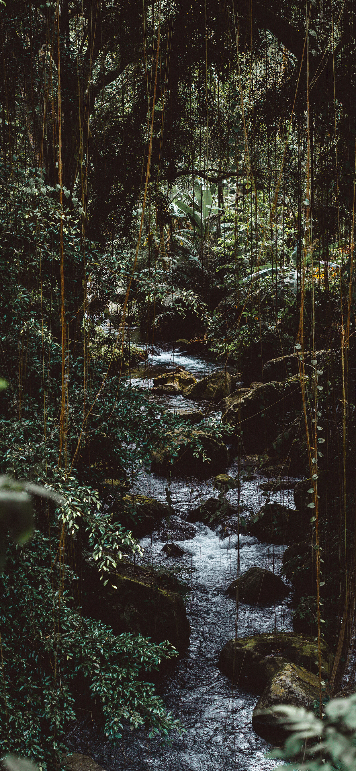 Jungle: The area of untamed and uncontrollable nature and isolation from civilization. 1250x2690 HD Background.