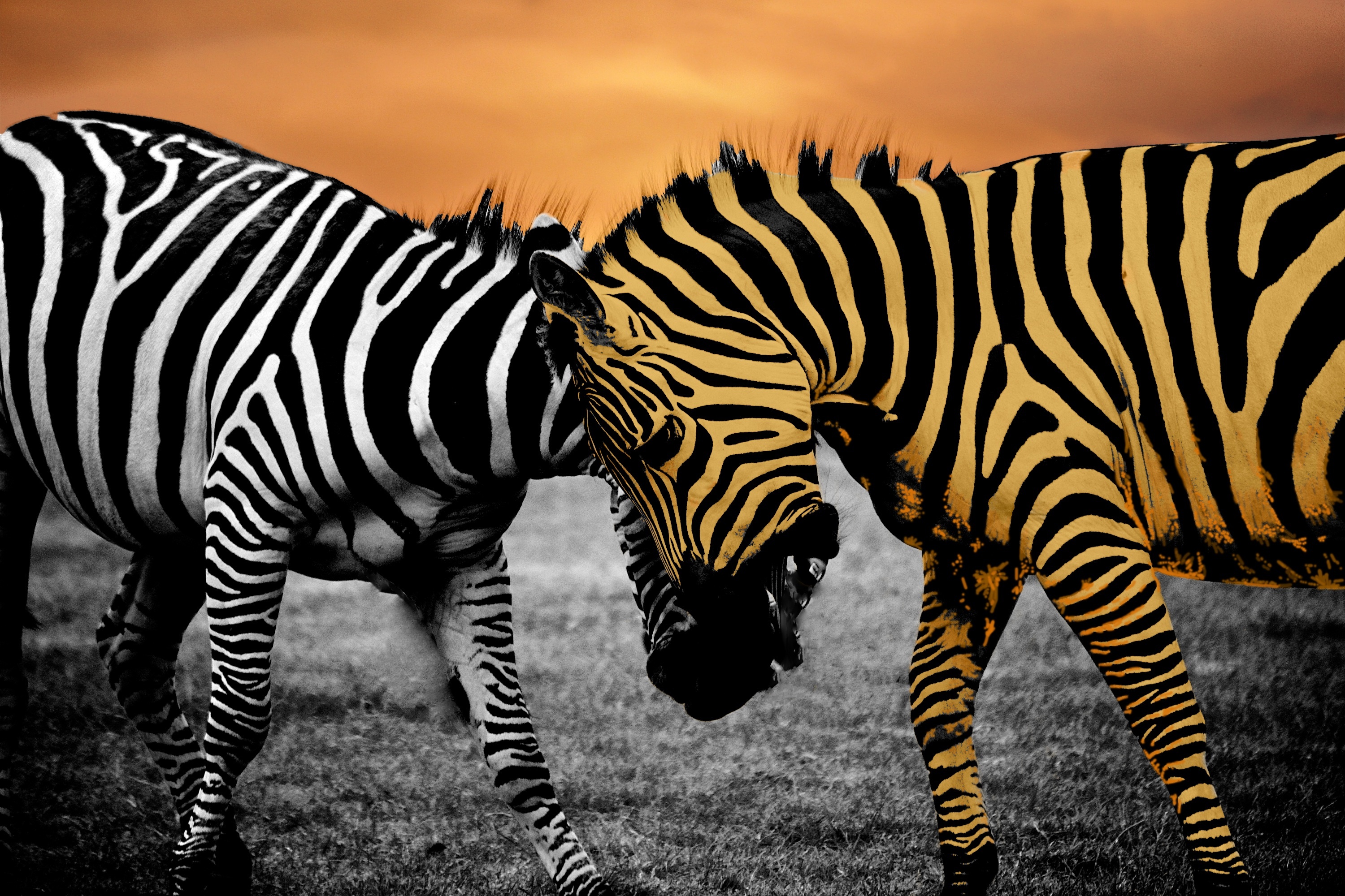 Free public domain images, Safari photography, Stunning wildlife visuals, Versatile zebra imagery, 3000x2000 HD Desktop