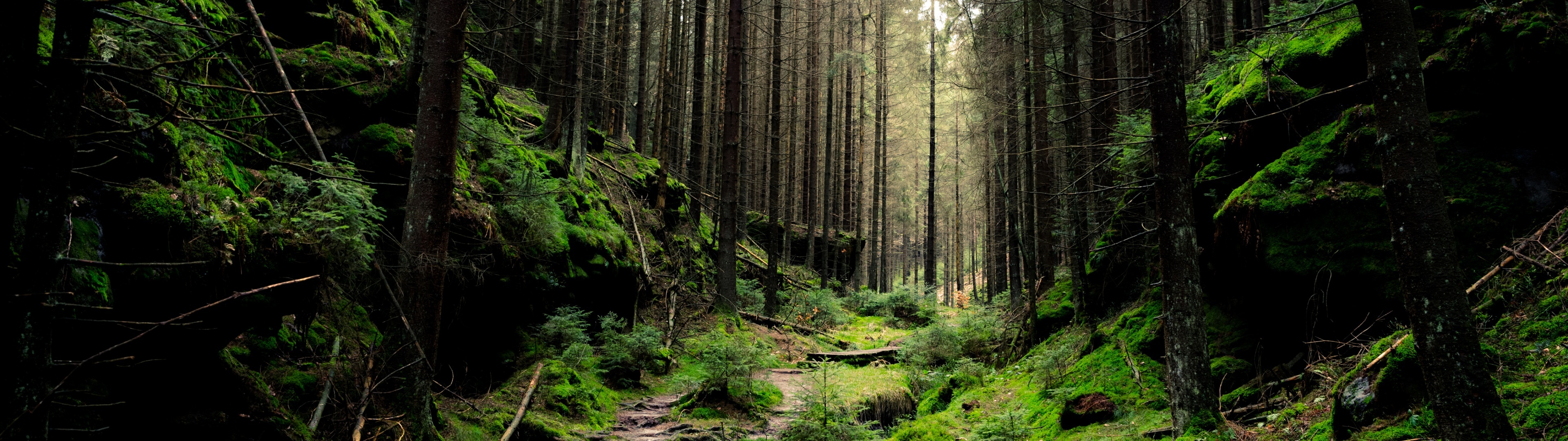 Green Forest: Saxon Switzerland National Park, Nature, Countryside. 3840x1080 Dual Screen Wallpaper.