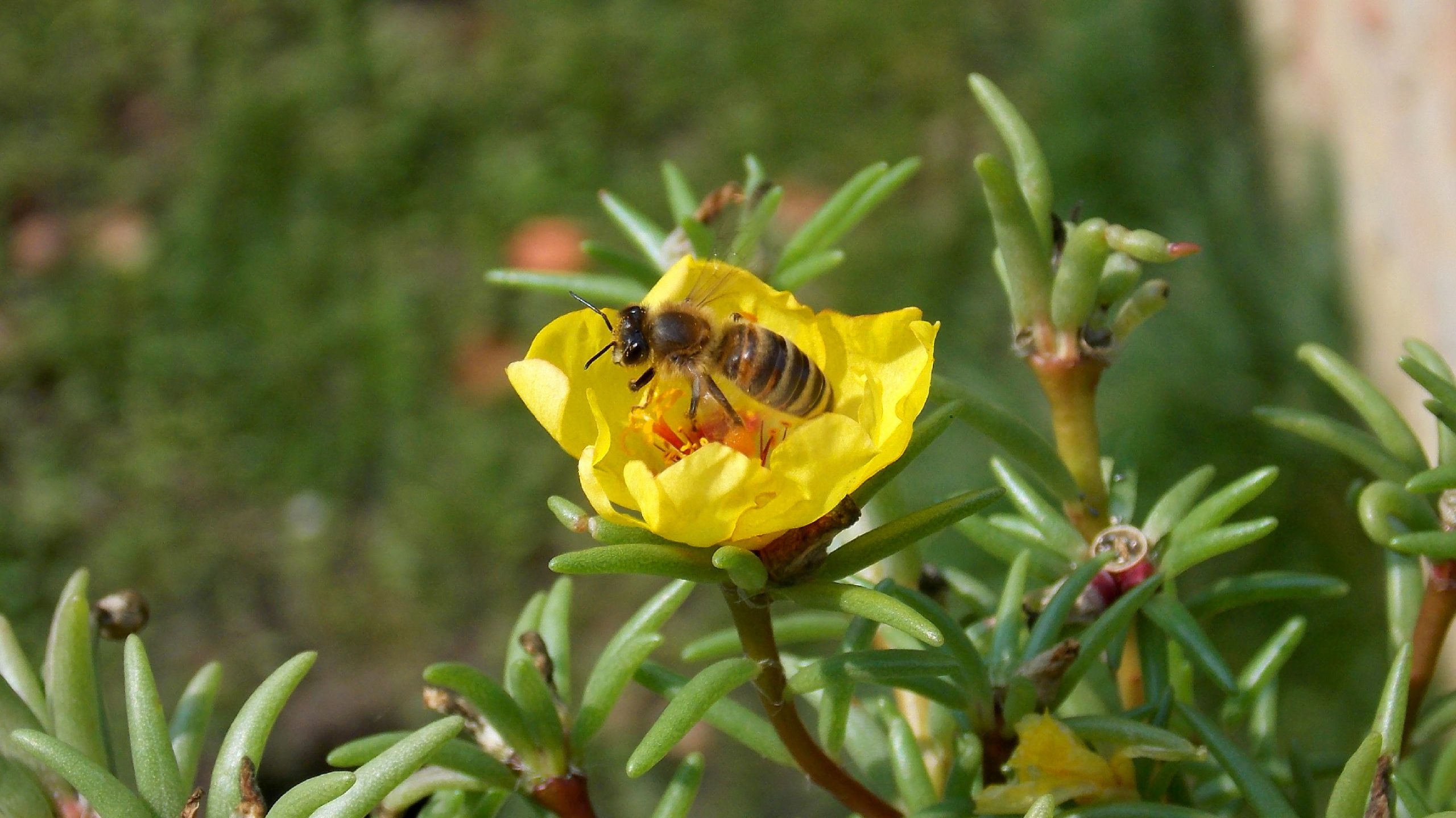 Bee: Pollinators, Herbivores gathering food for their offspring. 2560x1440 HD Wallpaper.