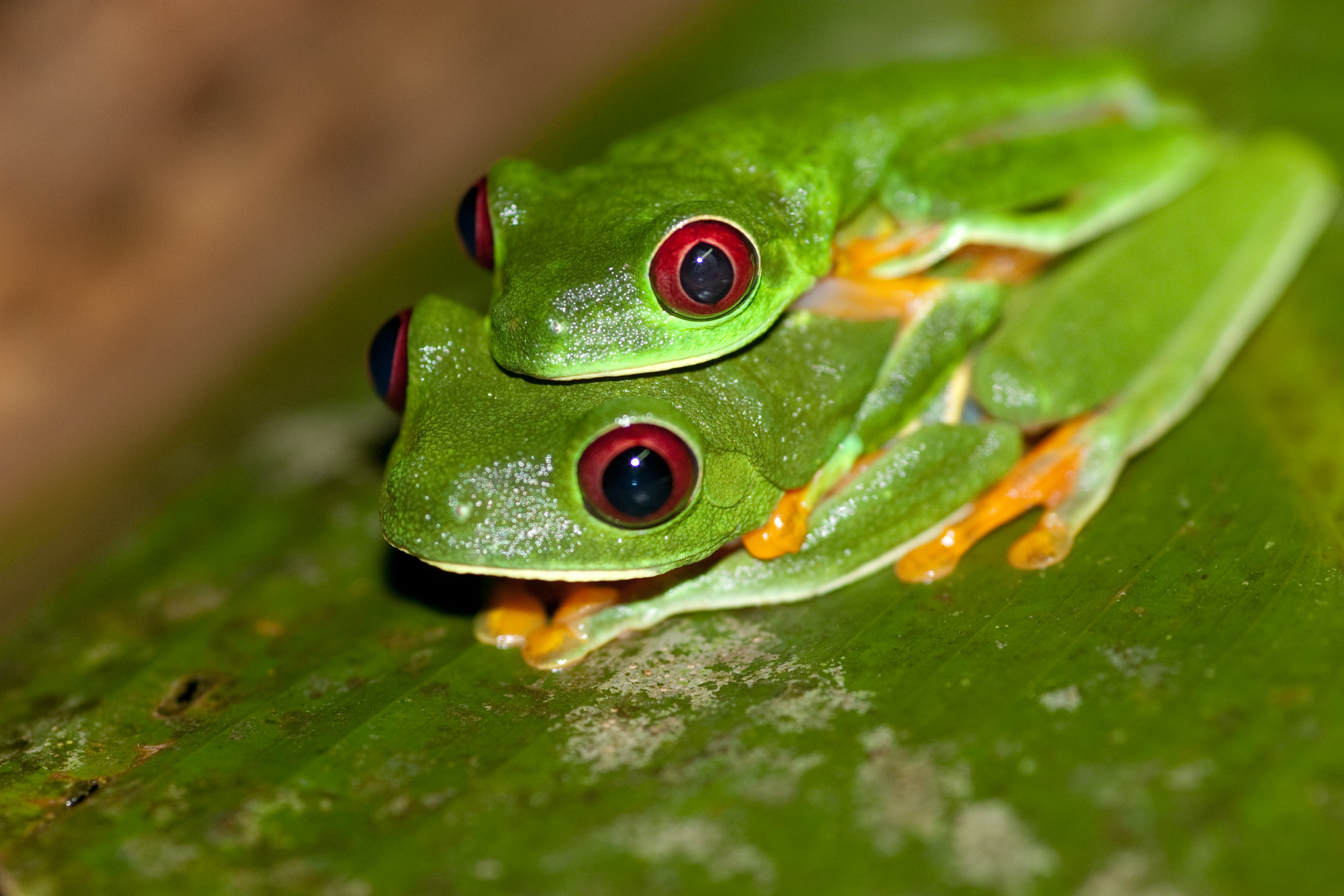 Mesmerizing frog wallpaper, Vibrant red-eyed frog, Decorative background, Frog lover, 3080x2050 HD Desktop