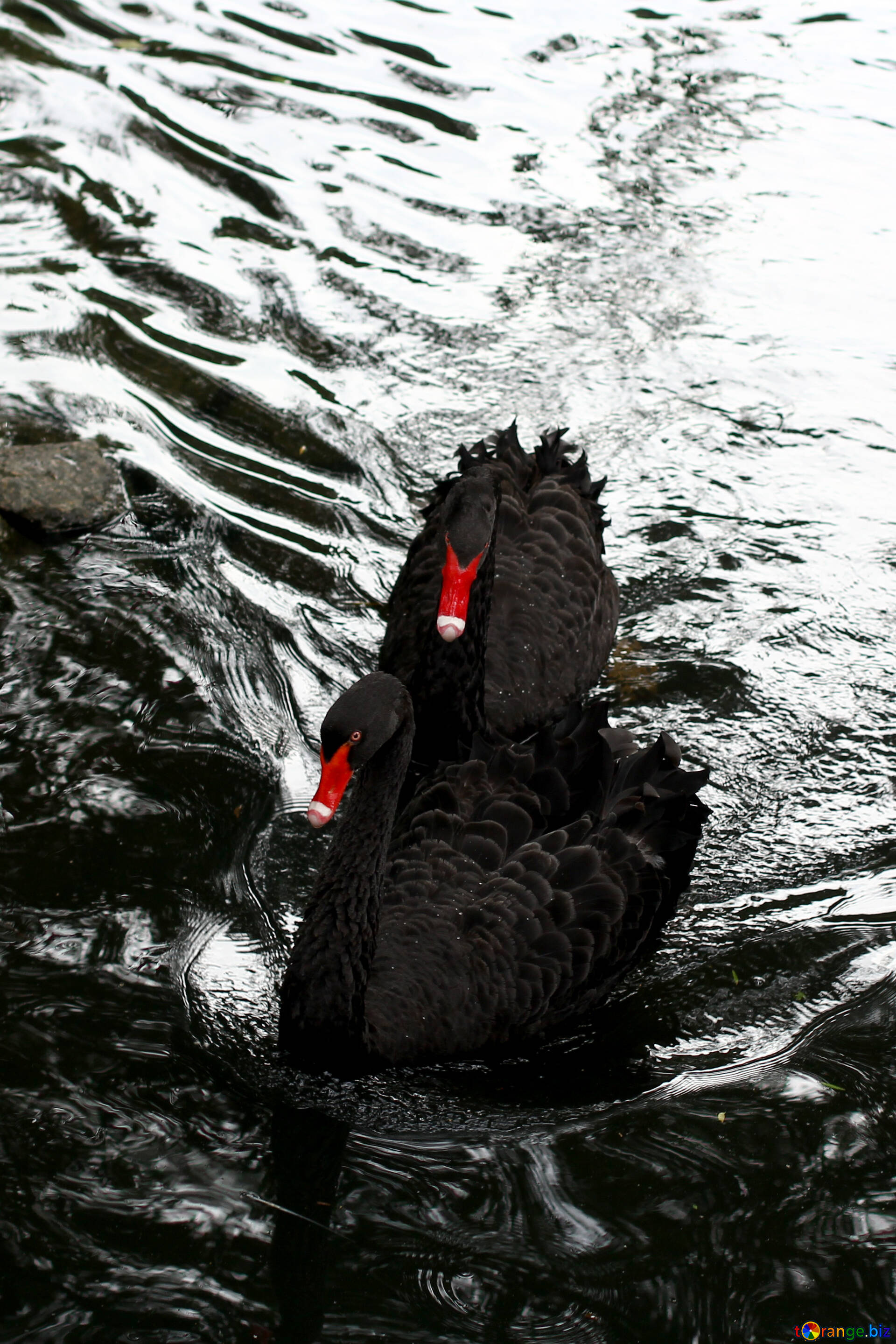 Black Swan (Bird): A monogamous breeder, with both partners sharing incubation and cygnet-rearing duties, Pair of swans. 1920x2880 HD Wallpaper.