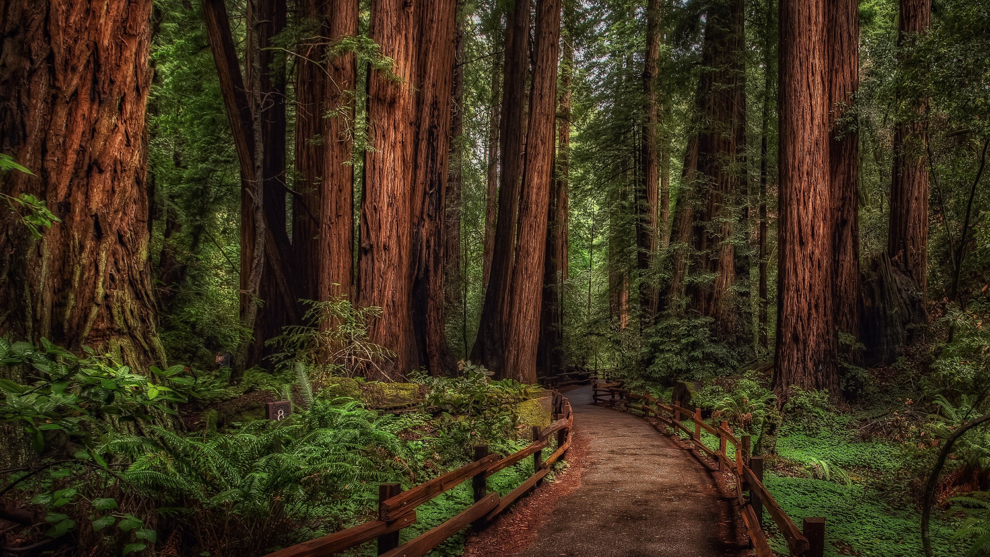 Desktop redwood trees, Majestic scenery, Tranquil nature, Nature's wonders, 3840x2160 4K Desktop