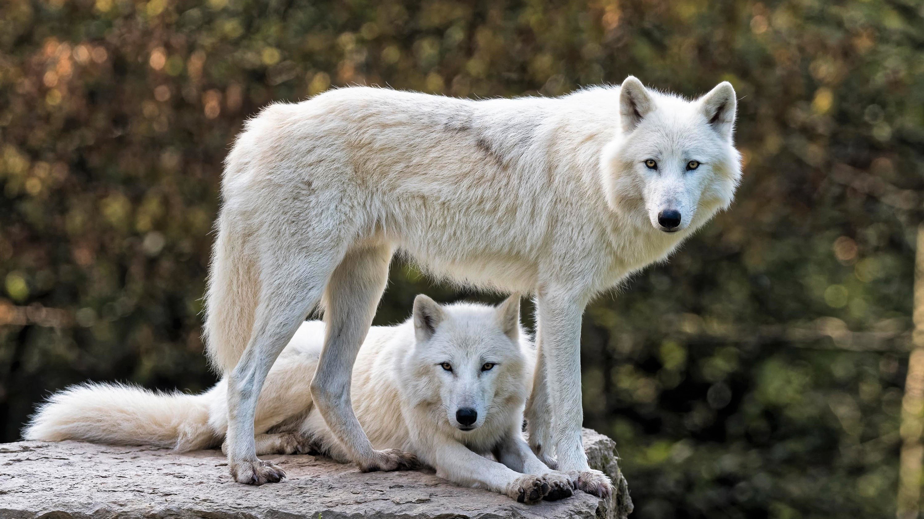 Regal arctic wolf, Remote wilderness, Untamed spirit, Stunning imagery, 3000x1690 HD Desktop