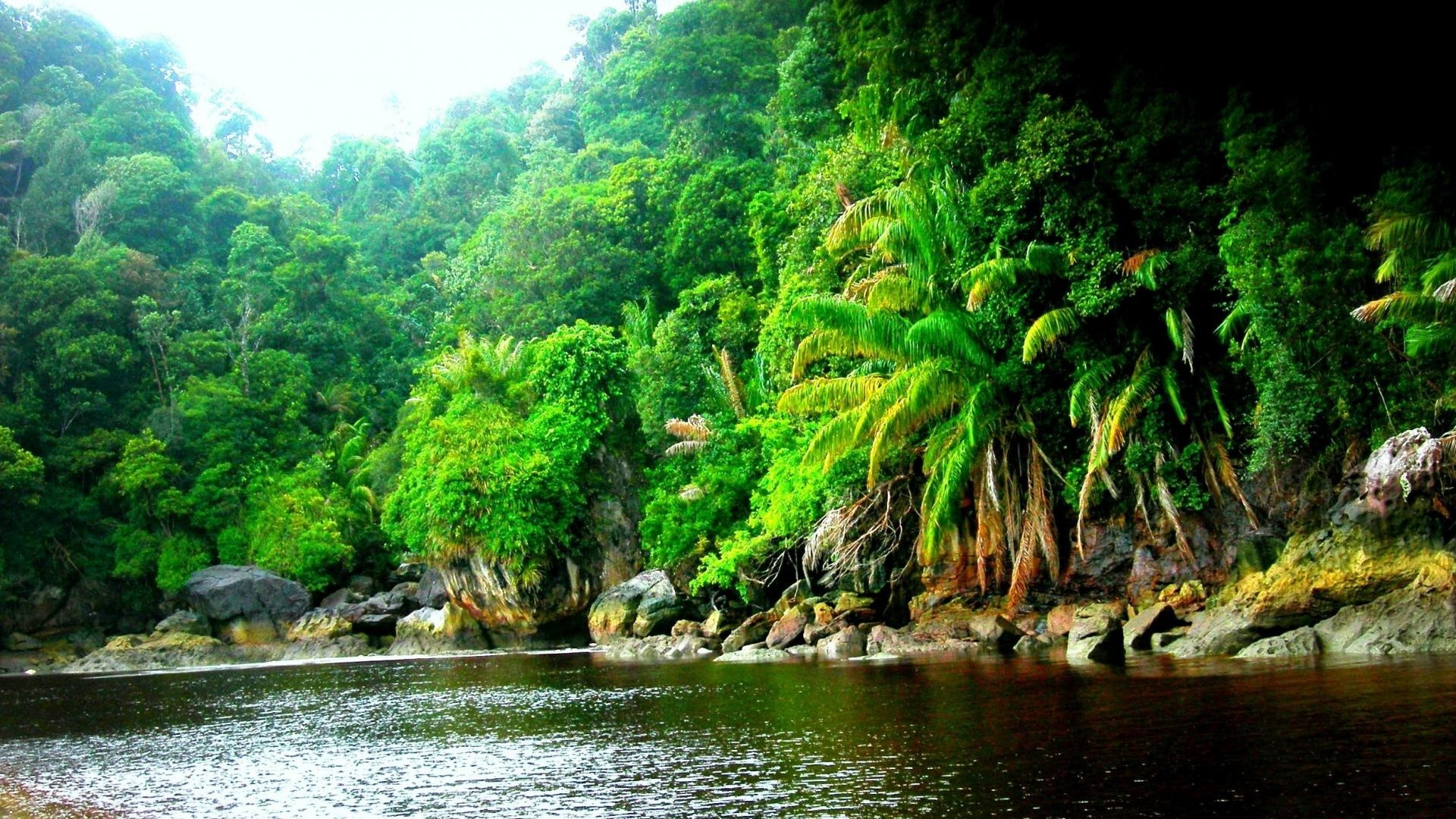 Amazon rainforest, Jungle serenity, Mystical beauty, Black river enchantment, 1920x1080 Full HD Desktop