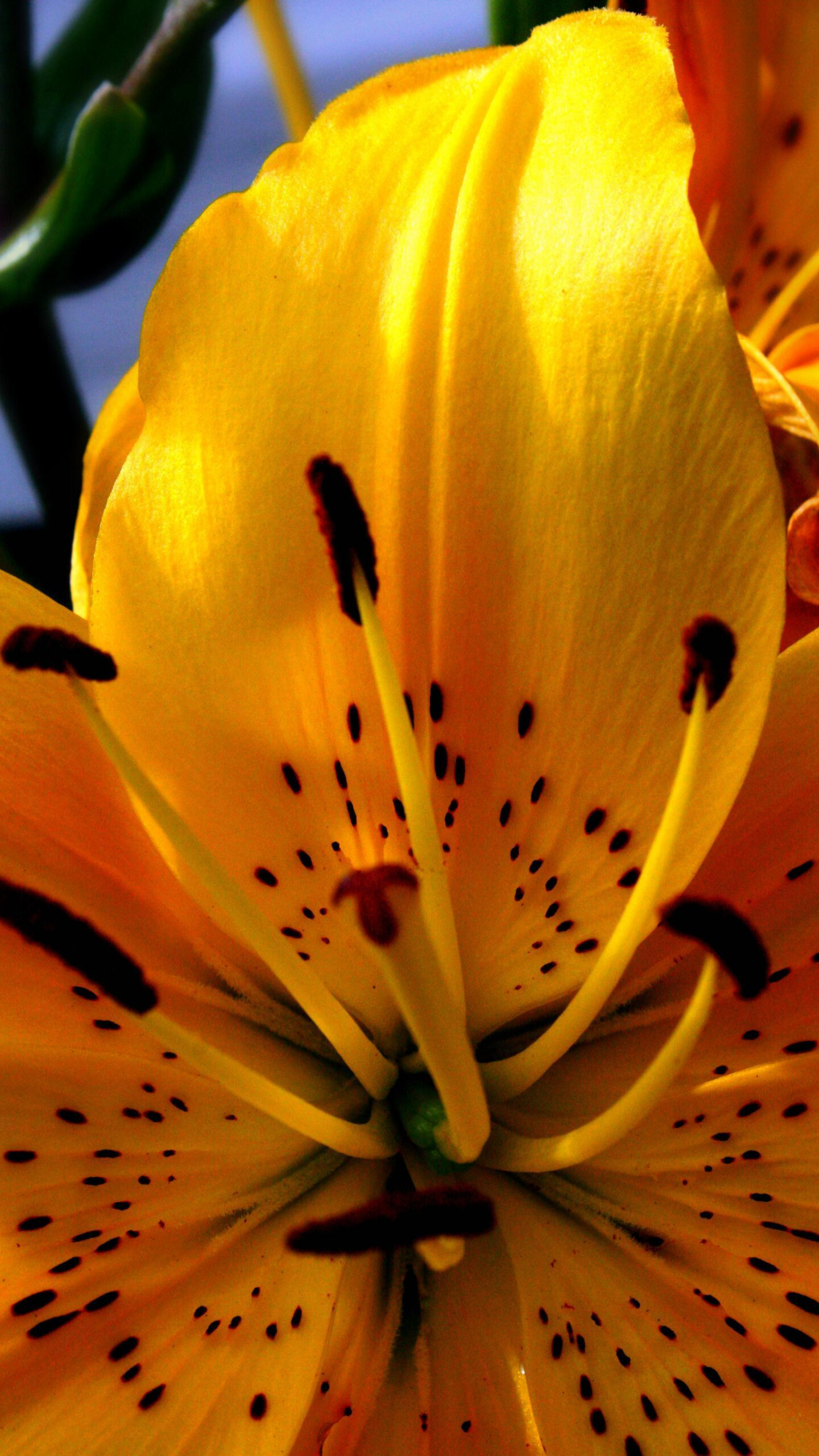 Lily: The flowers are large, often fragrant, and come in a wide range of colors including whites, yellows, oranges, pinks, reds and purples. 1440x2560 HD Background.