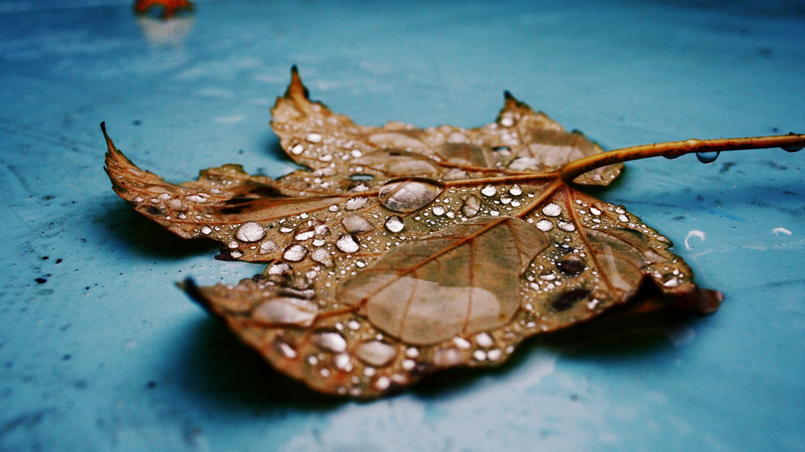 Maple leaf, Water droplets, Nature's reflection, Close-up shot, 2560x1440 HD Desktop