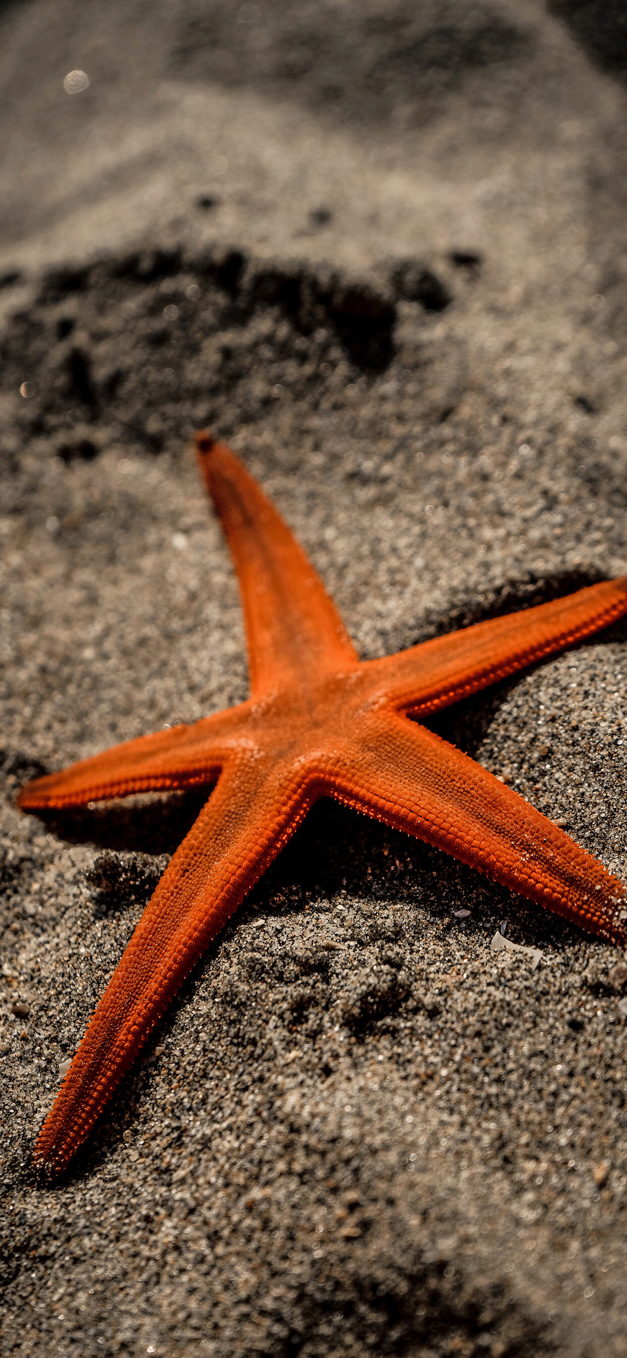 Starfish: Starfish Wallpaper for iPhone 11, Pro Max, X, 8, 7, 6 - Free Download on  3Wallpapers. 1250x2690 HD Wallpaper.