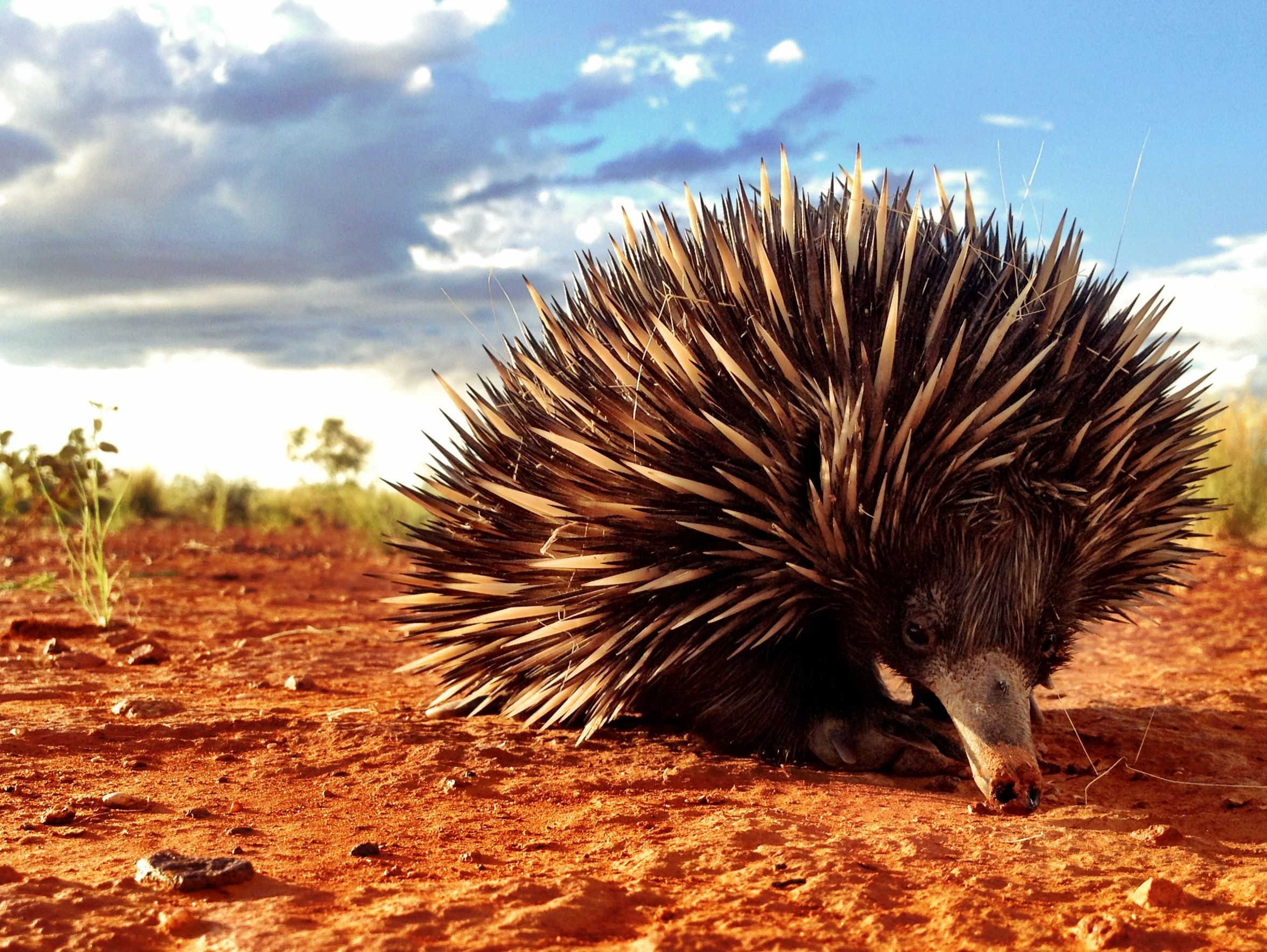 Autumnvale echidna, Cute anteater, Australian wildlife, Animal facts, 2360x1770 HD Desktop