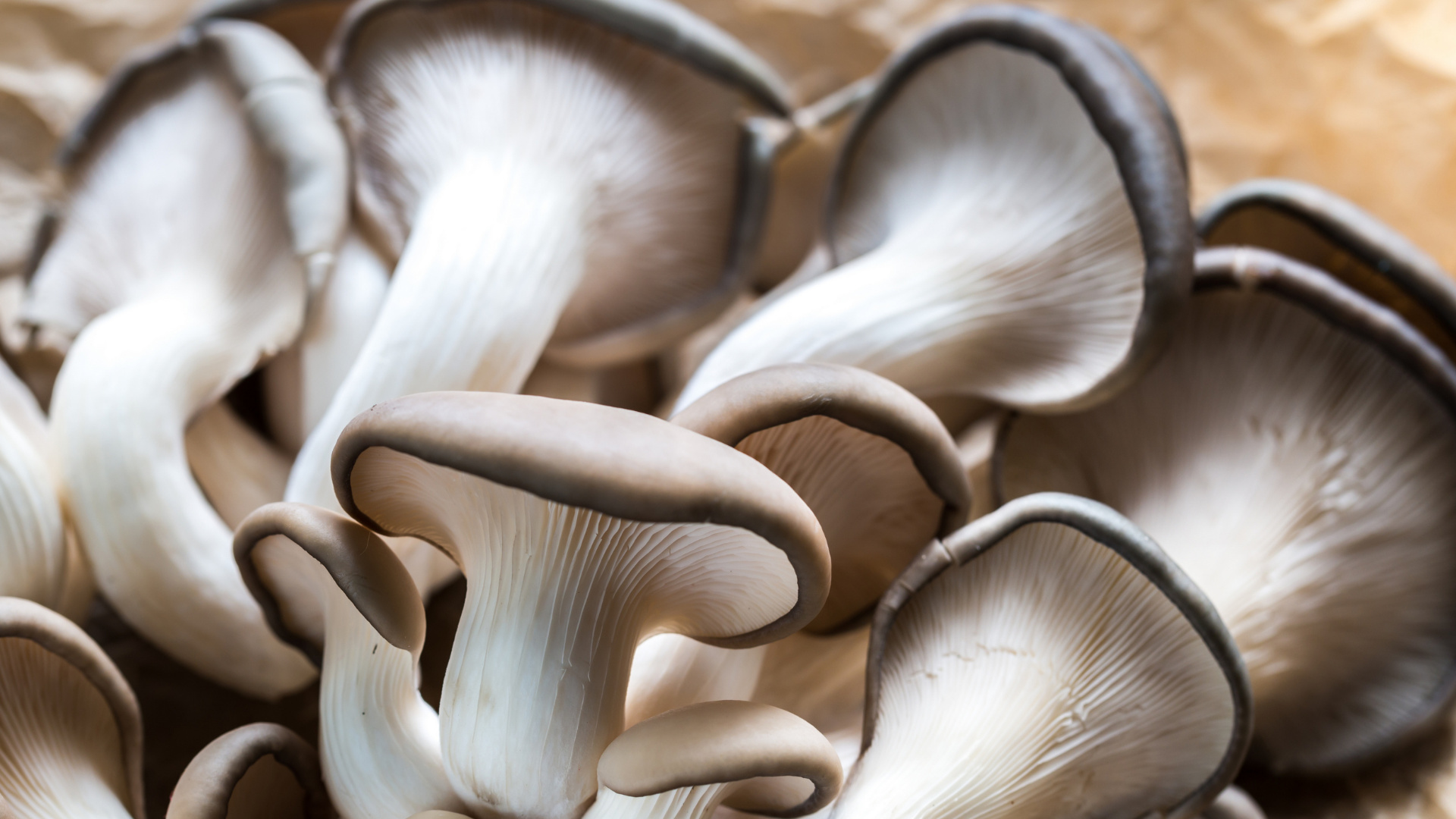 Oyster mushrooms, Mushroom growing workshop, Piedmont Park Conservancy, Hands-on learning, 1920x1080 Full HD Desktop