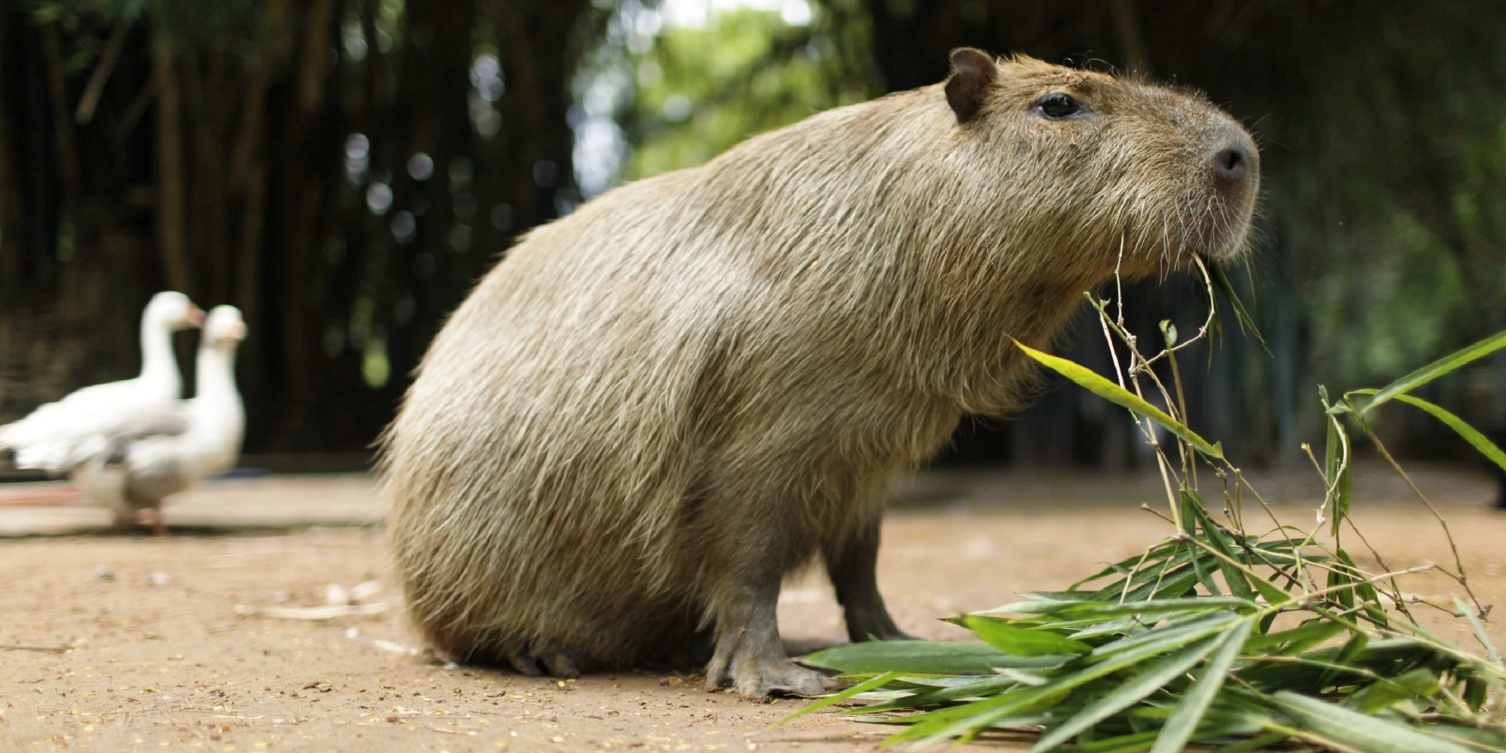 Capybara wallpaper, HD background, Cute animal, High-resolution picture, 2160x1080 Dual Screen Desktop