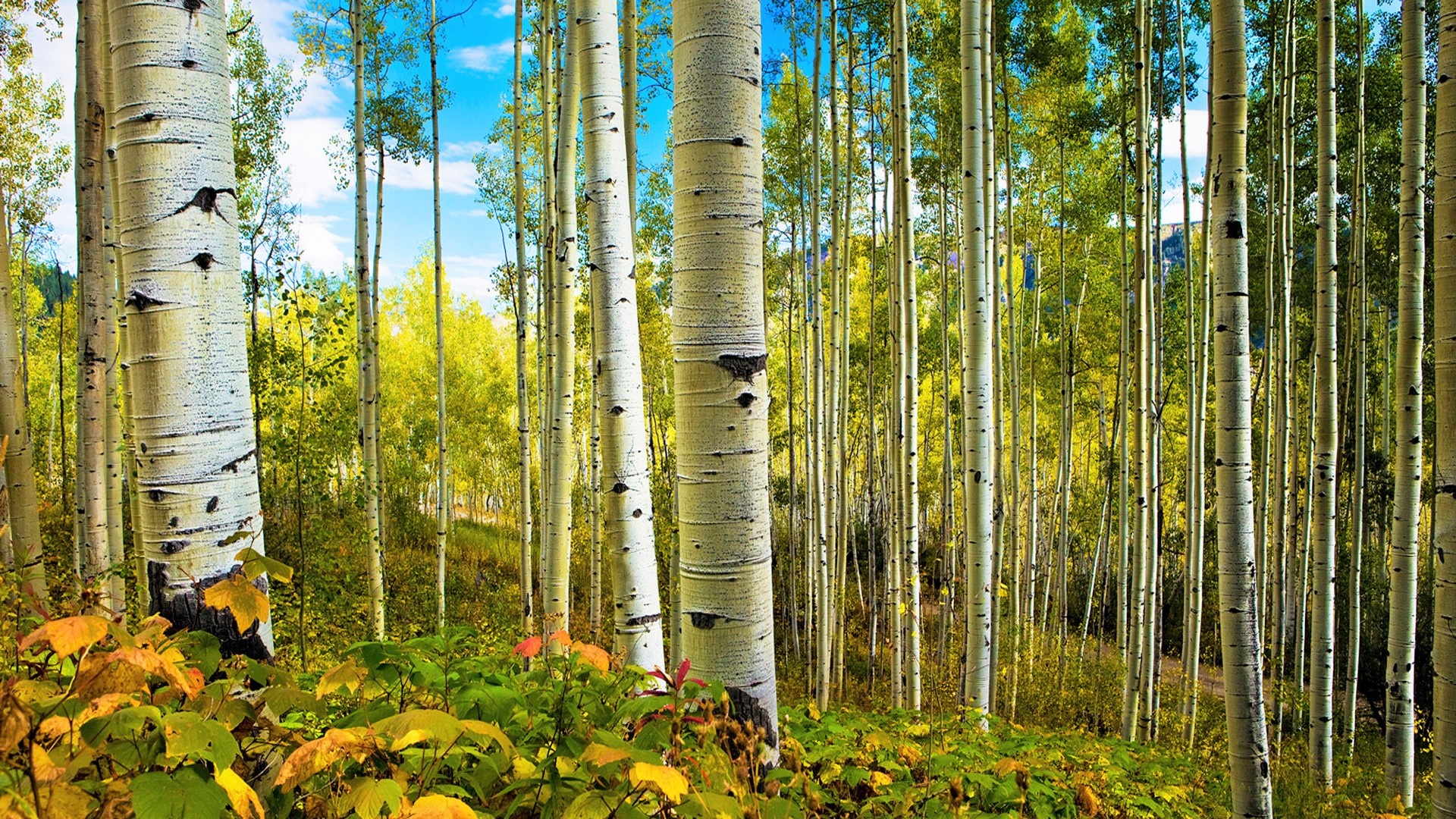 Birch forest, Enchanting landscape, Nature's masterpiece, Tranquil sanctuary, 1920x1080 Full HD Desktop