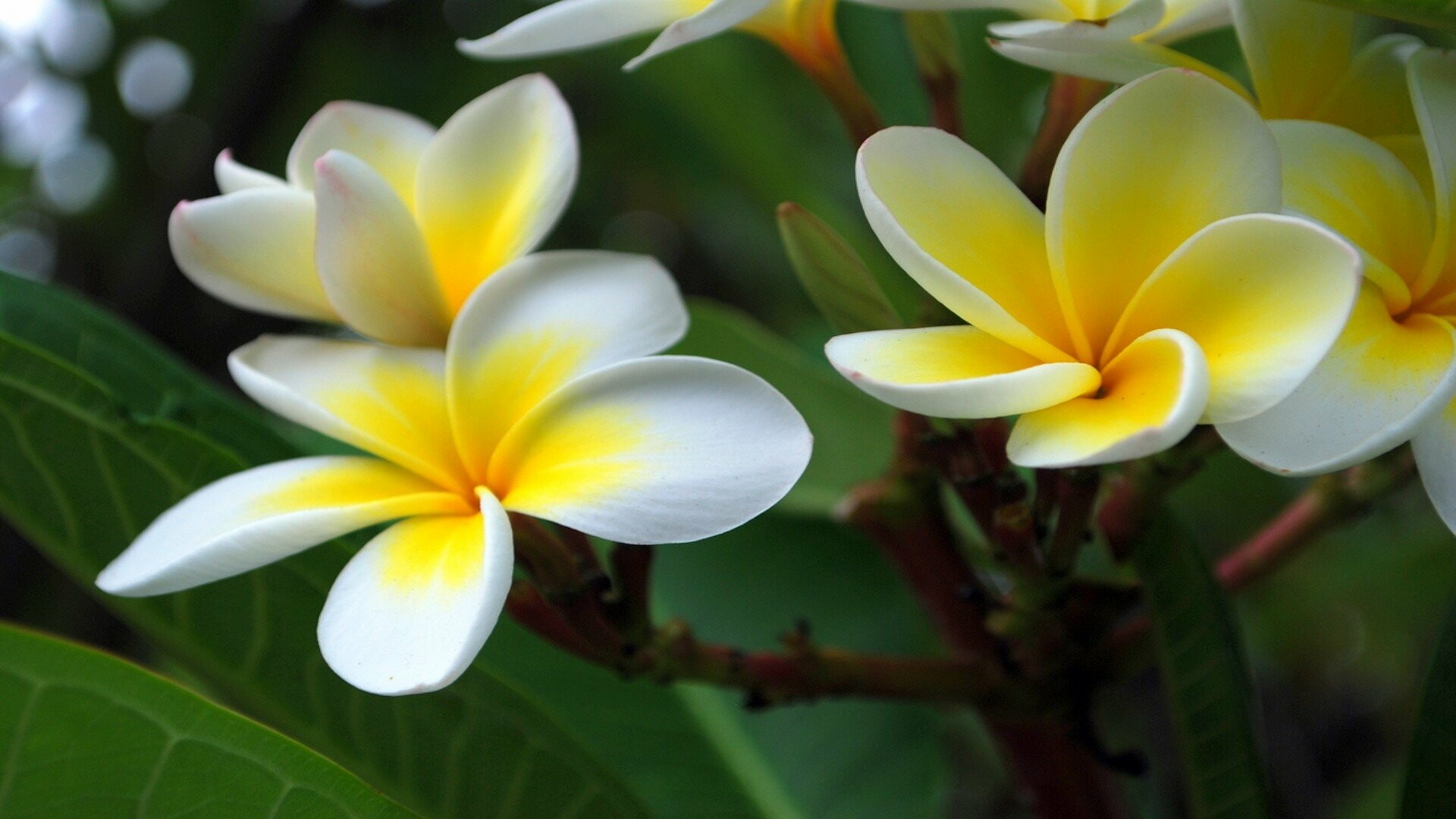 Frangipani Flower: Famous for their appearance in Hawaiian leis, A pleasant floral fragrance. 1920x1080 Full HD Wallpaper.