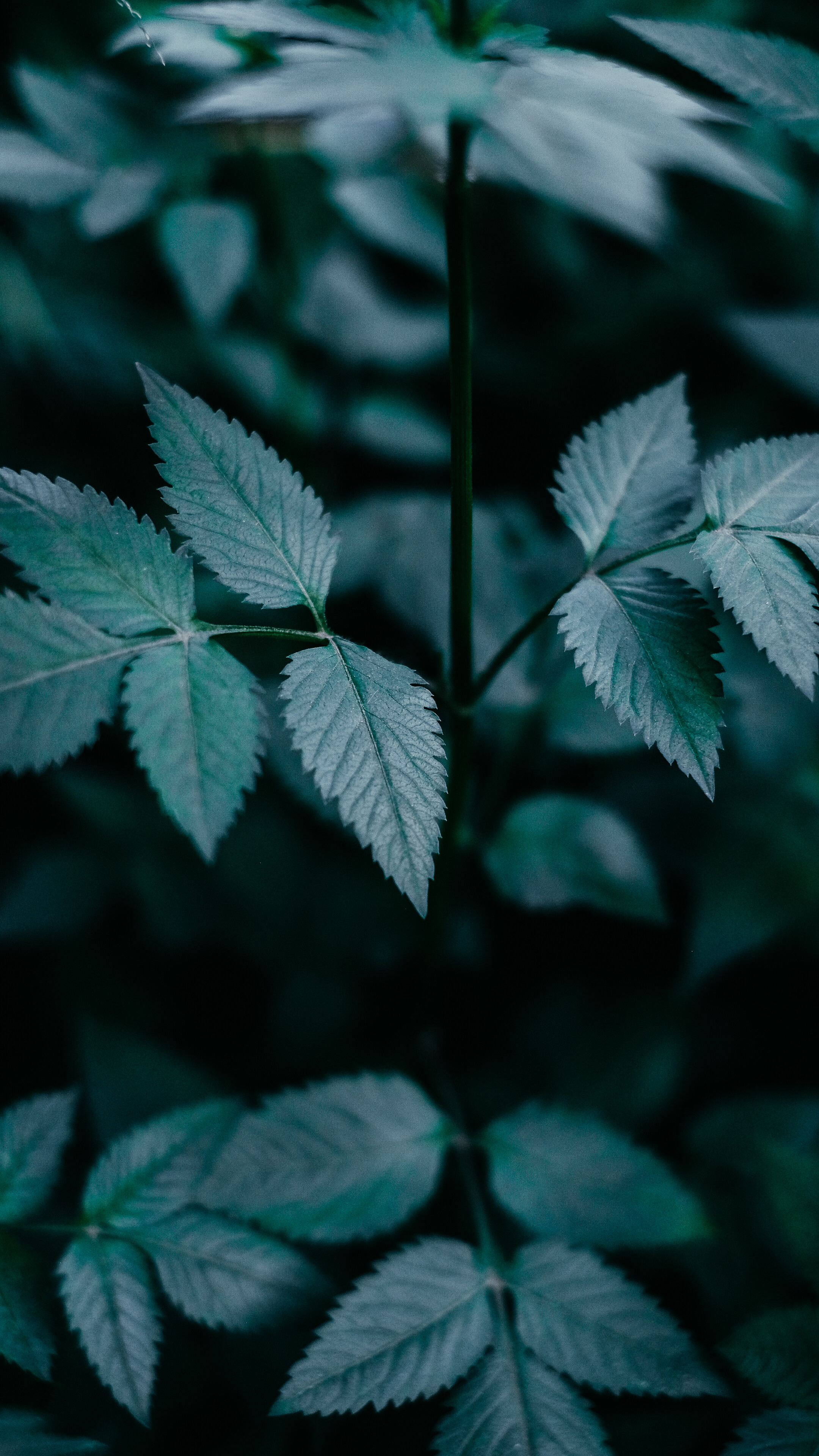 Leaf: Green plant, Have prominent part in the diet of many animals. 2160x3840 HD Wallpaper.