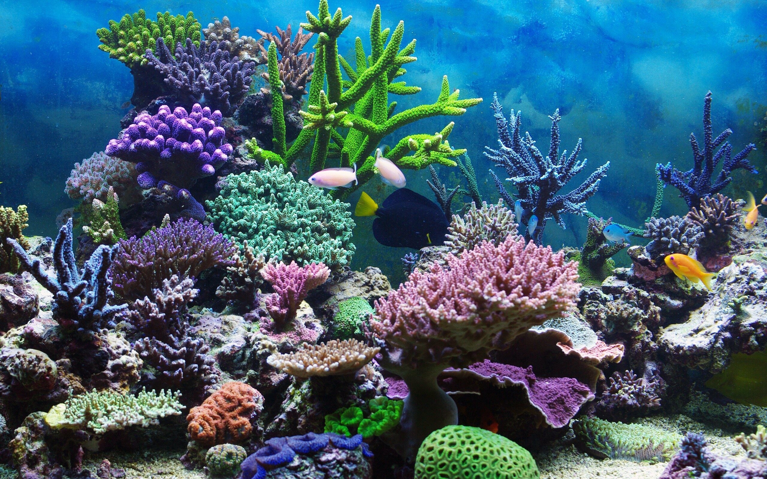 Coral Reef: Corals, Underwater world, Natural environment. 2560x1600 HD Wallpaper.