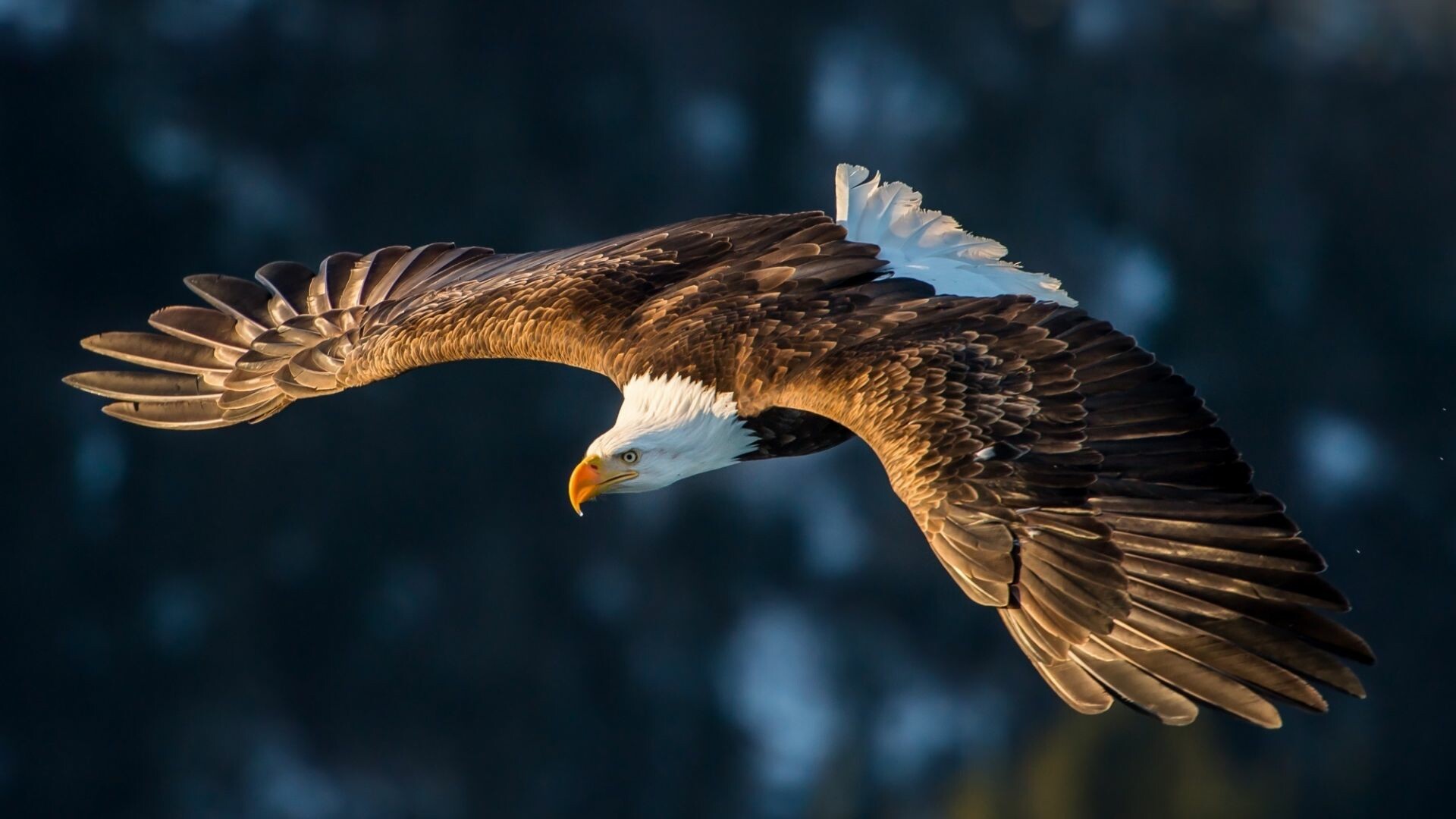 Eagle: Giant forest eagles feed on various forest animals. 1920x1080 Full HD Wallpaper.