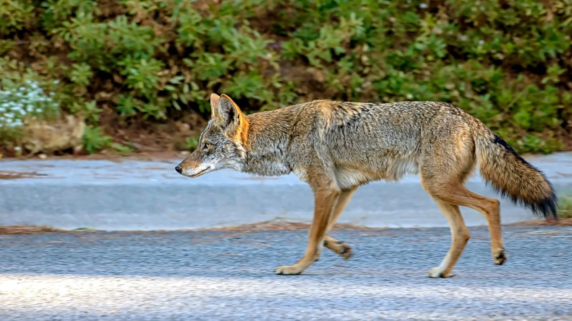 Grocery store worker, Coyote attack, Bay Area incidents, Human-wildlife conflict, 1920x1080 Full HD Desktop
