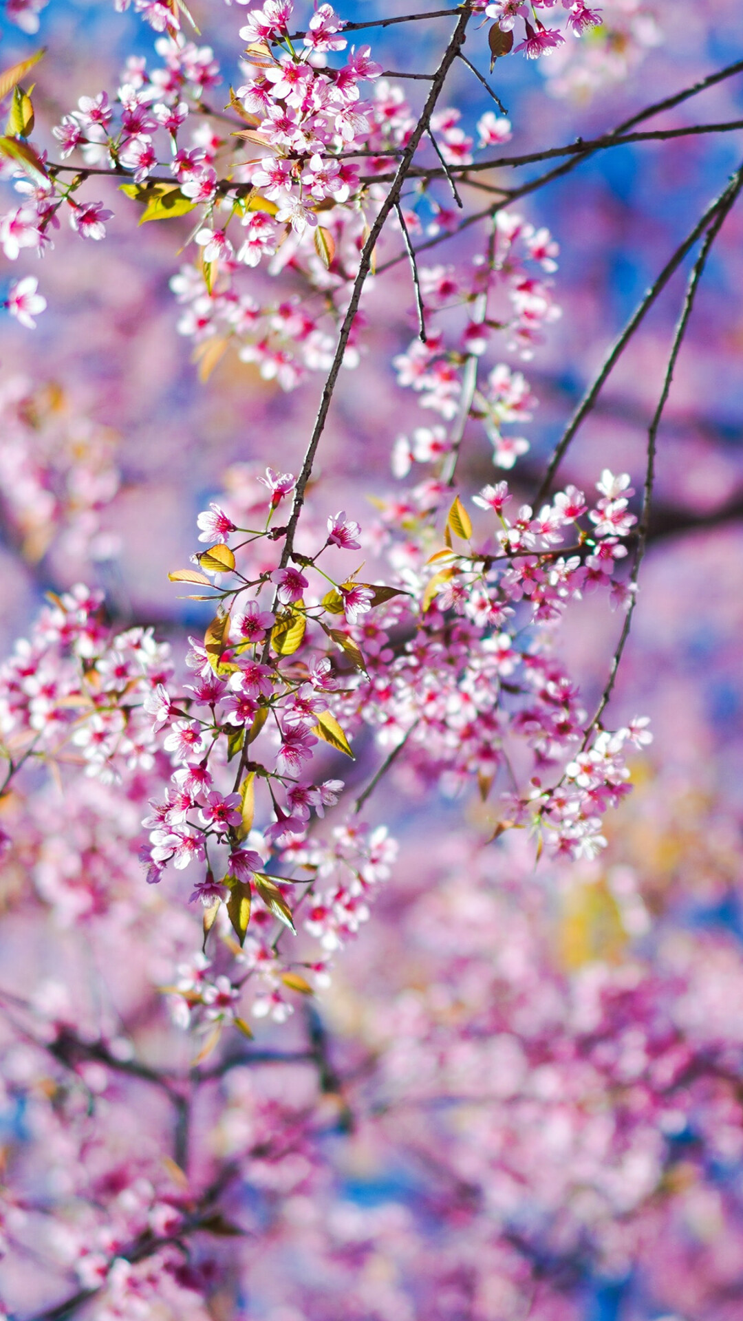 Spring: The season that is steeped in love and joy, Flowering plant. 1080x1920 Full HD Background.