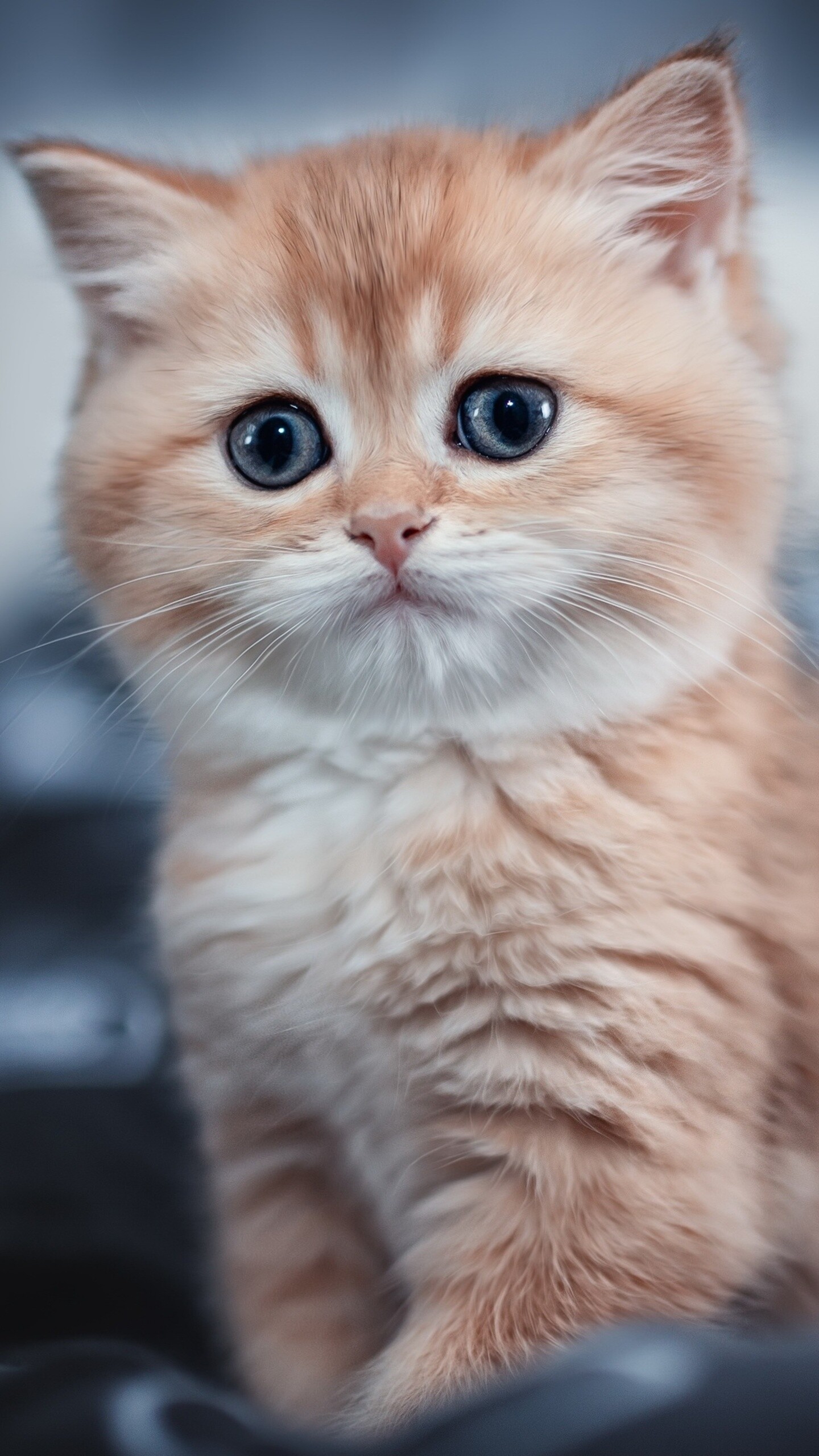 Kitten: Felis catus, A furry animal. 1440x2560 HD Wallpaper.