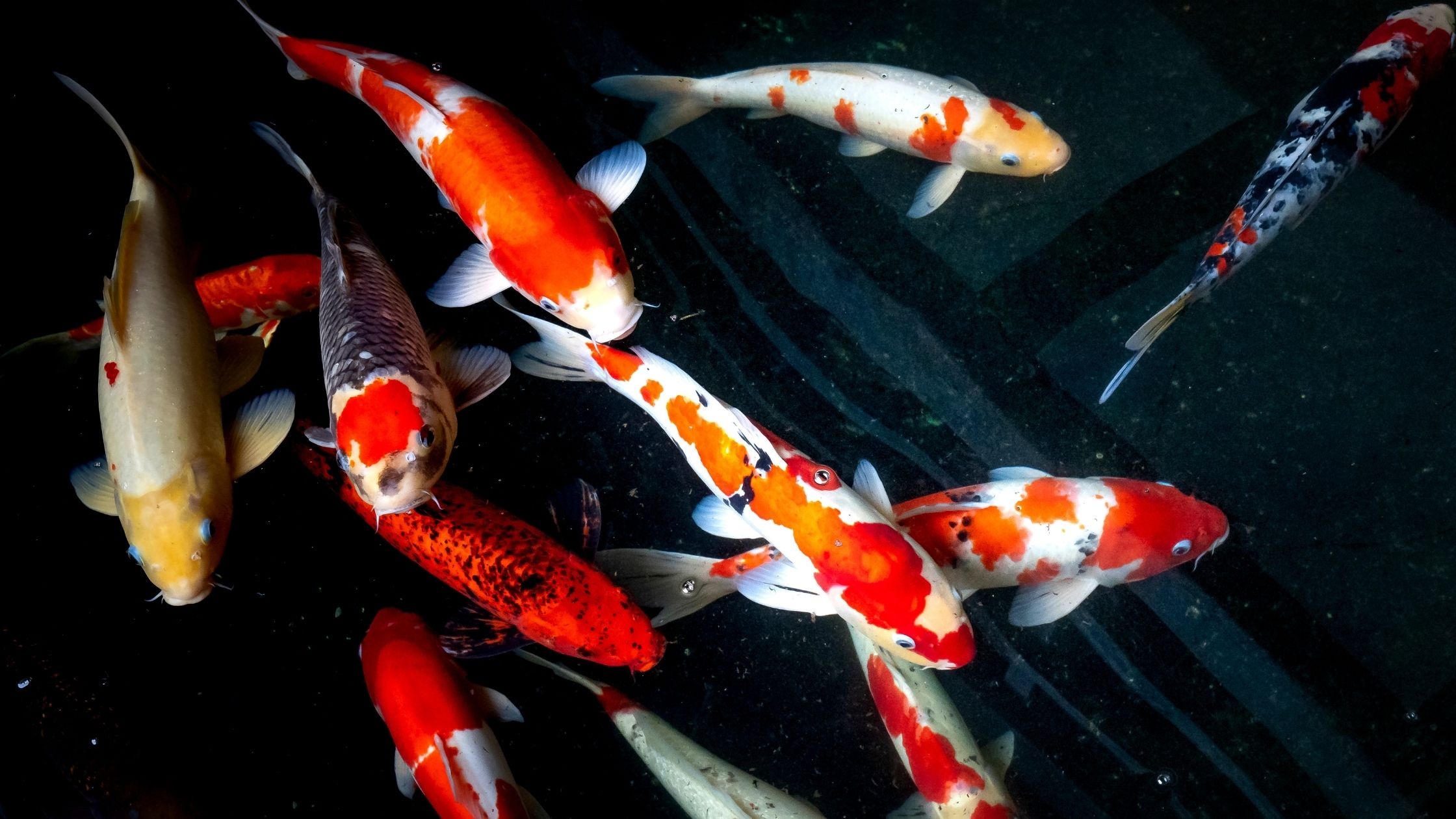 Fun facts about koi, Beautiful Japanese carp, Aquariumsavvy enthusiasts, Fascinating, 2240x1260 HD Desktop