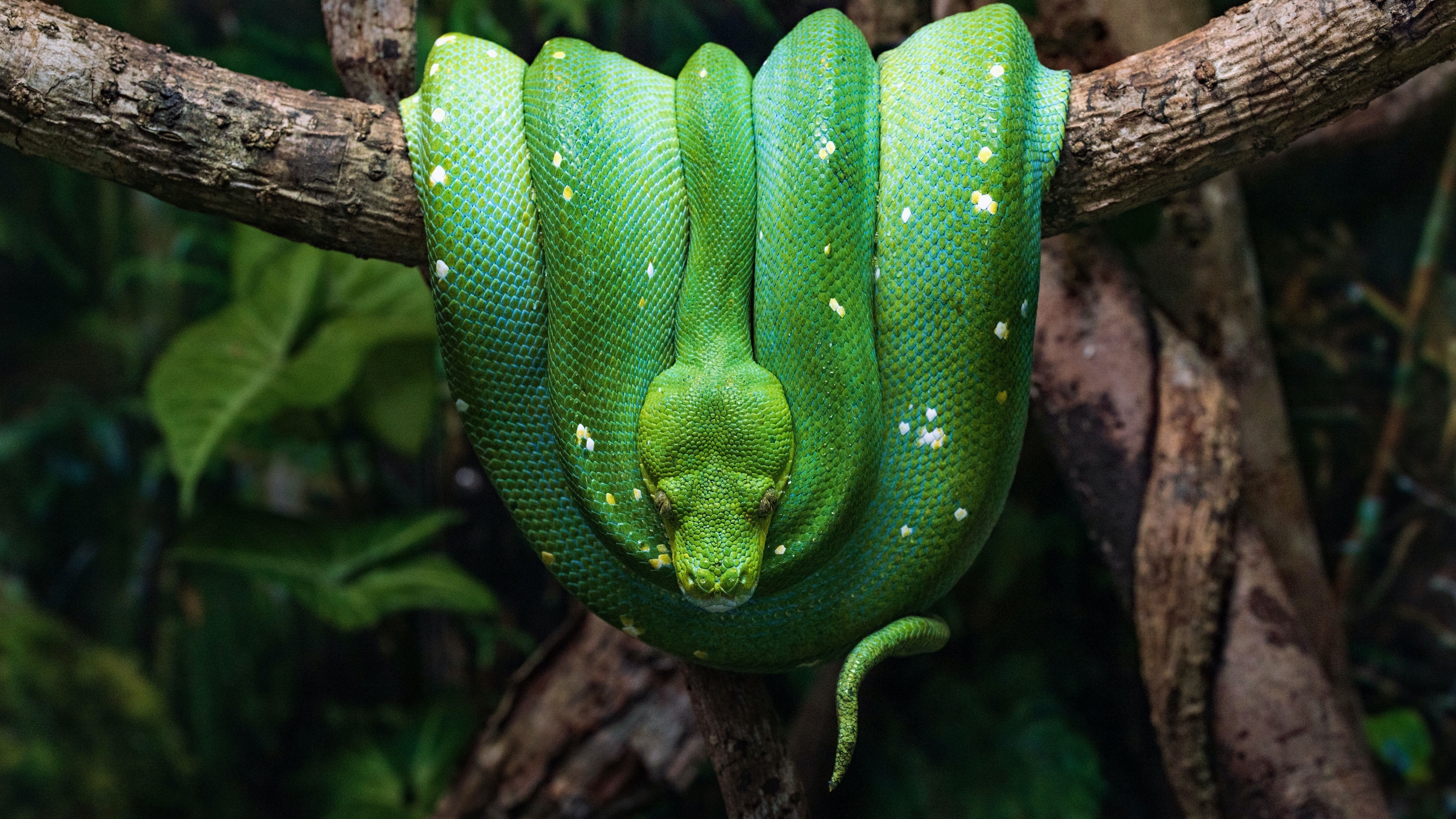 Green python wallpaper, 4K resolution, Tree branch reptile, Coiled snake, 3840x2160 4K Desktop