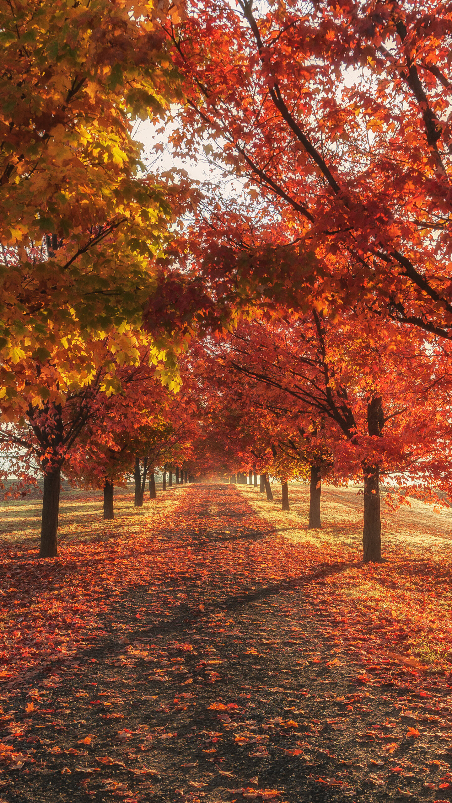 Autumn: Fall coloration at the park, Season, Trees. 1440x2560 HD Background.