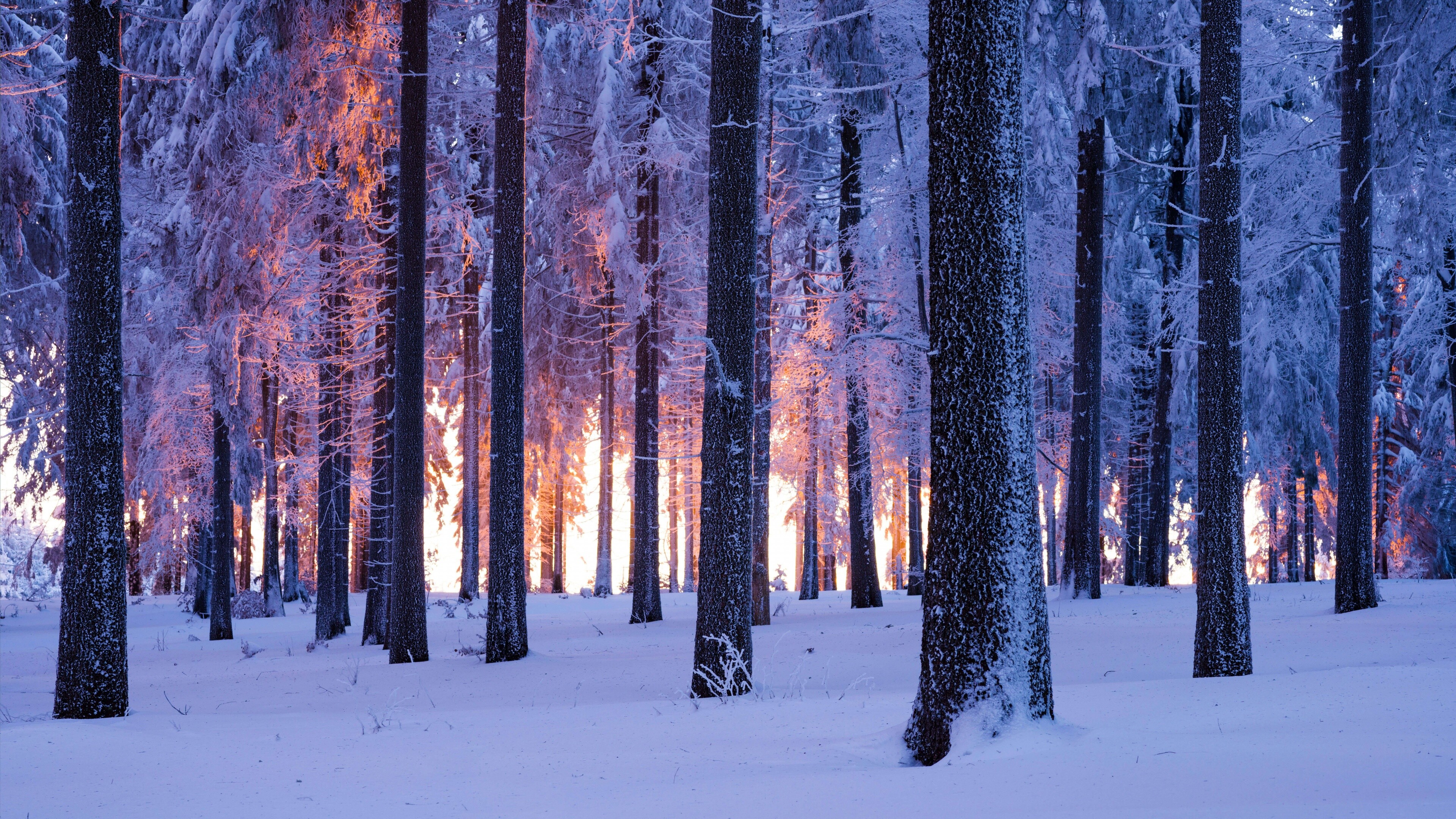 Winter forest wonderland, Snowy Norwegian landscapes, Nature's frozen majesty, Tranquil sunset, 3840x2160 4K Desktop