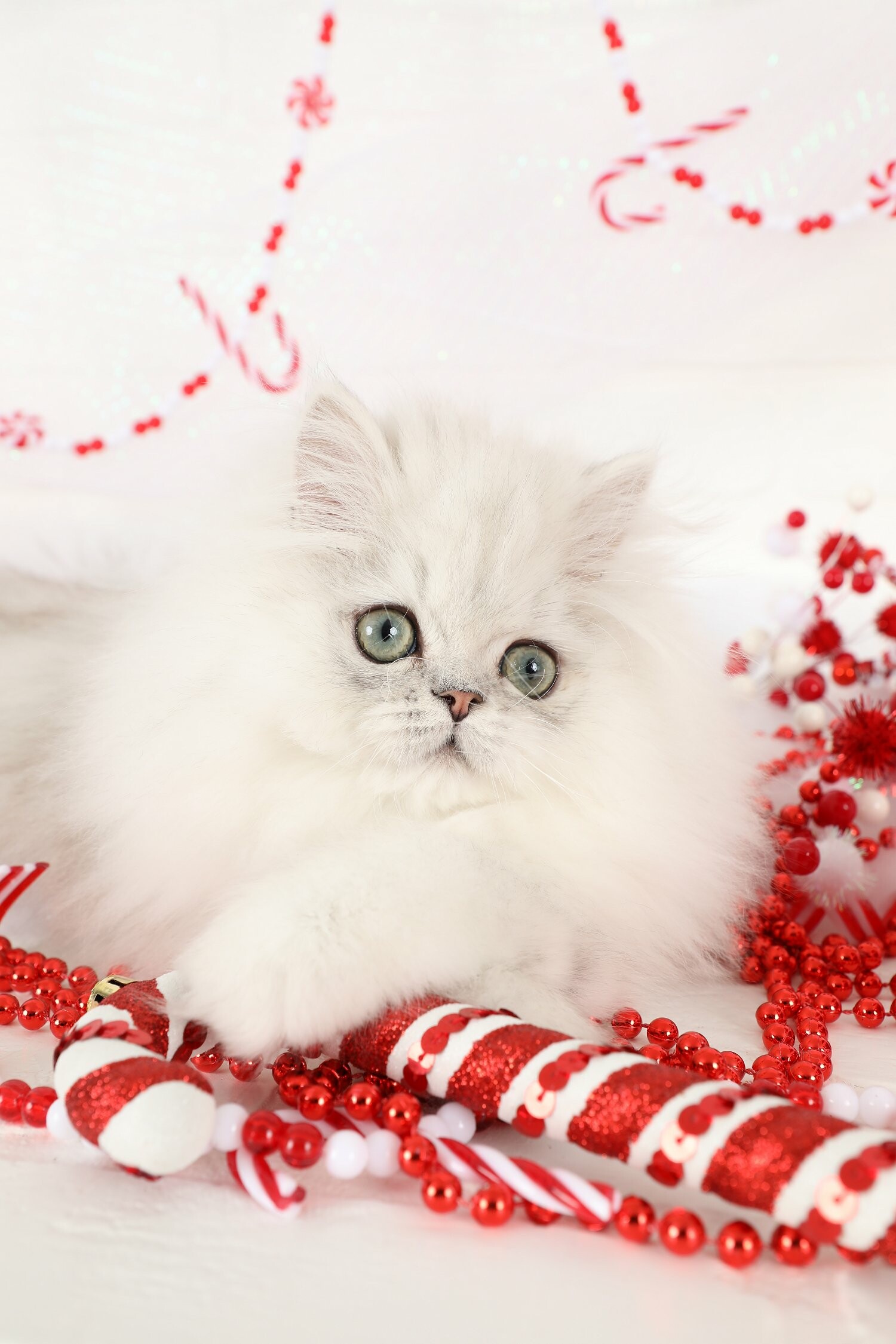 Persian Cat: The breed known and loved for its very sweet, gentle, calm disposition. 1500x2250 HD Wallpaper.