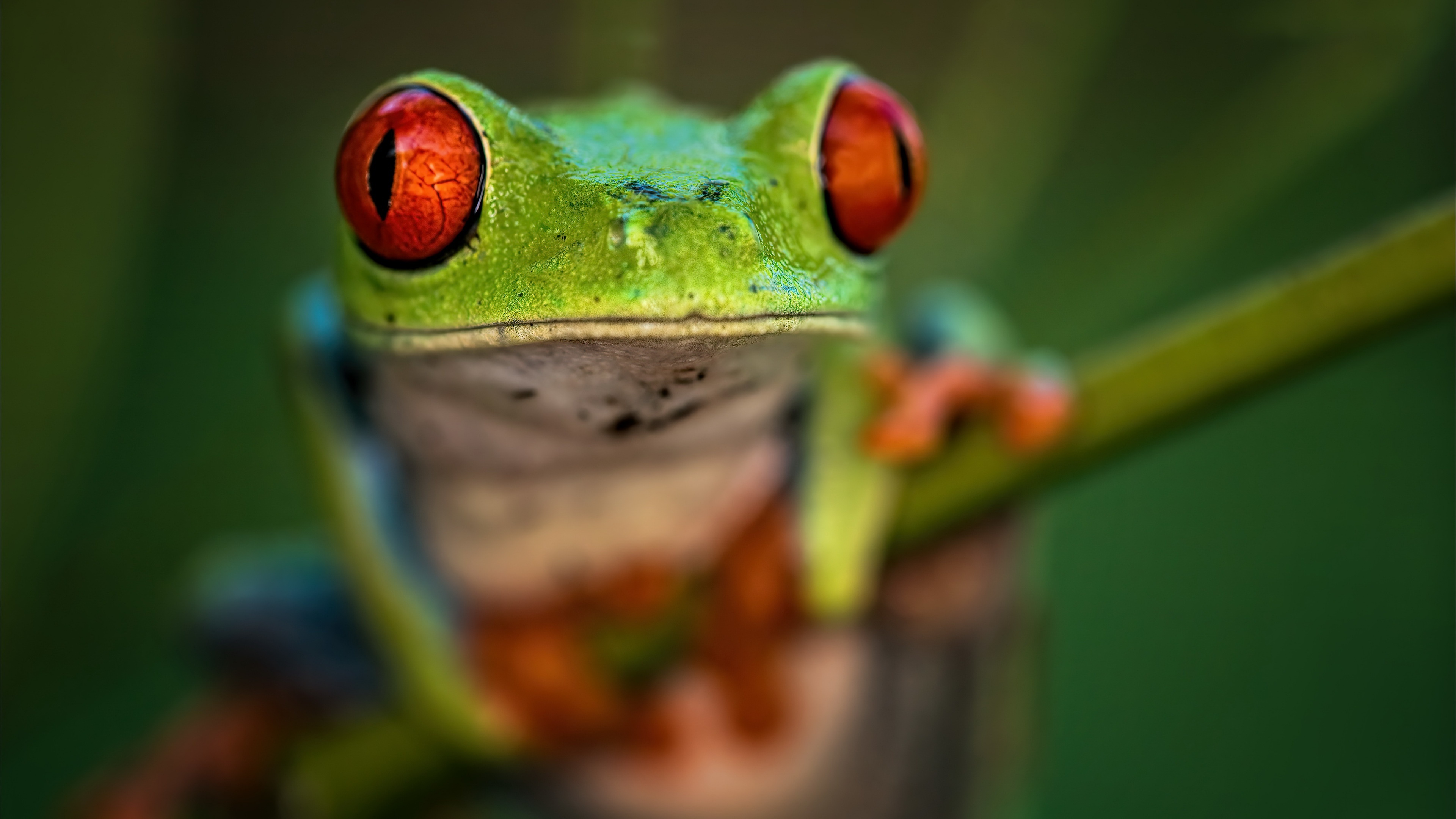 Frog 4K ultra wallpaper, Stunning resolution, Immersive visuals, Ultra HD quality, 3840x2160 4K Desktop