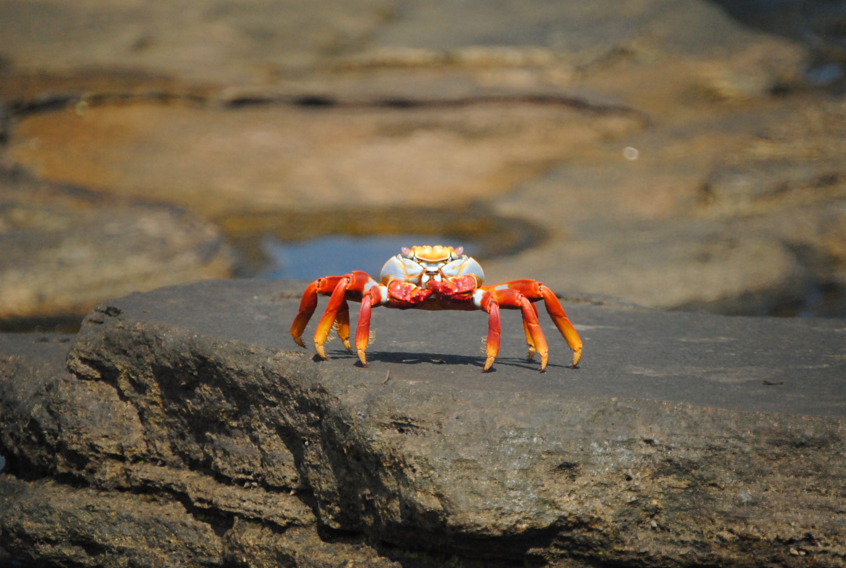 Crab: Red and gold Brachyura, Rock, Have 10 legs. 2900x1950 HD Background.