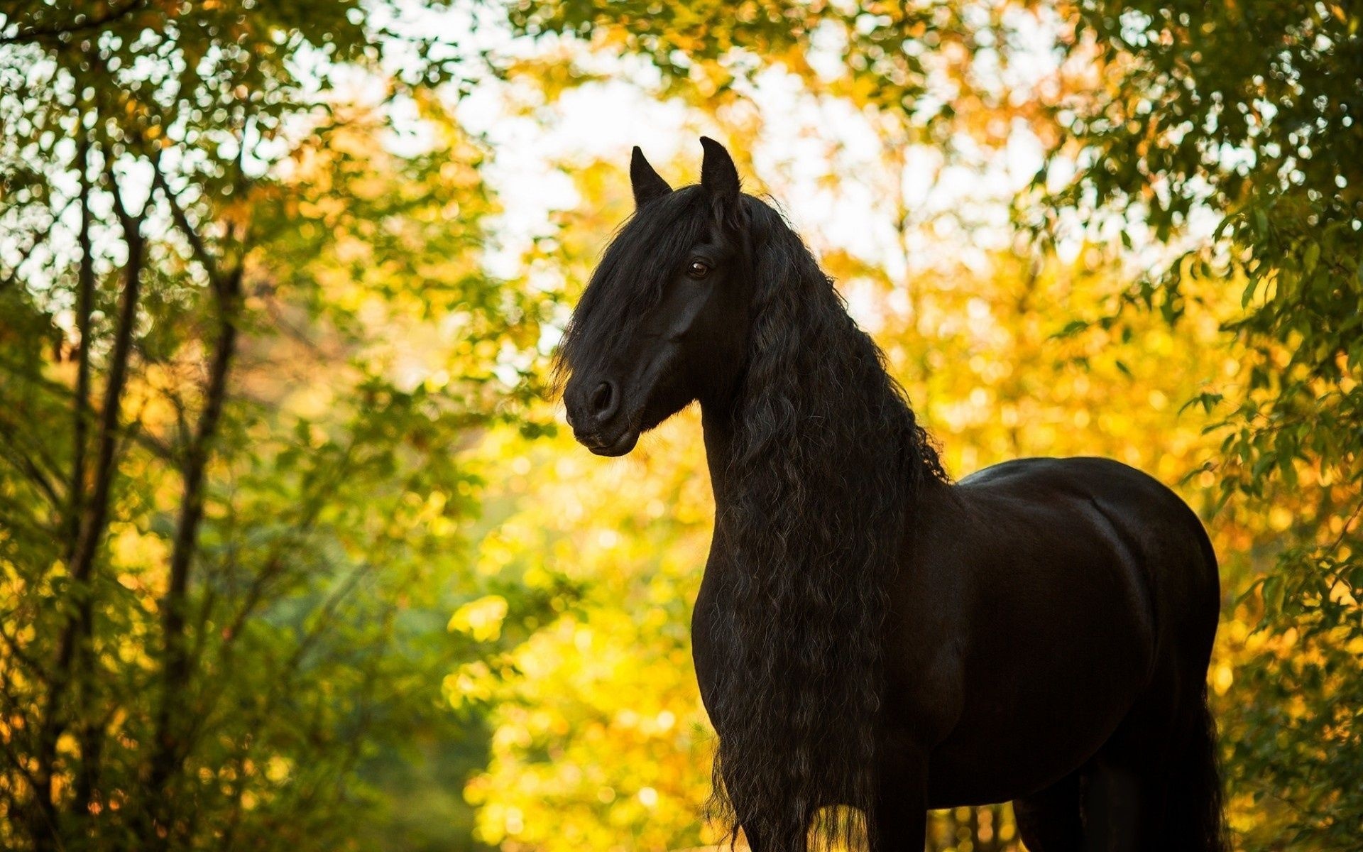 Horse: The Friesian breed is most often recognized by its black coat color. 1920x1200 HD Background.