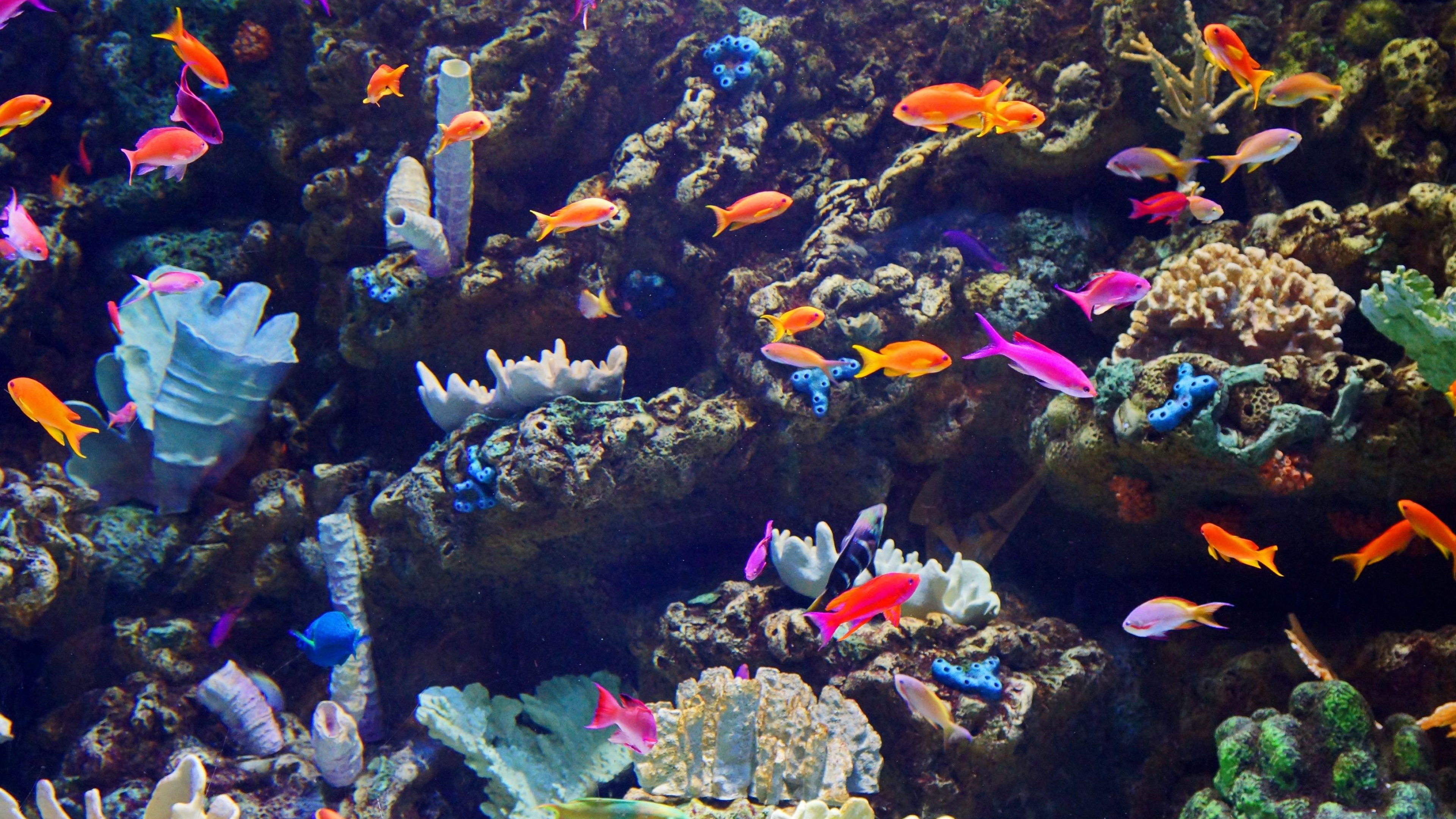 Aquarium, Underwater beauty, Captivating marine life, Peaceful environment, Serene atmosphere, 3840x2160 4K Desktop