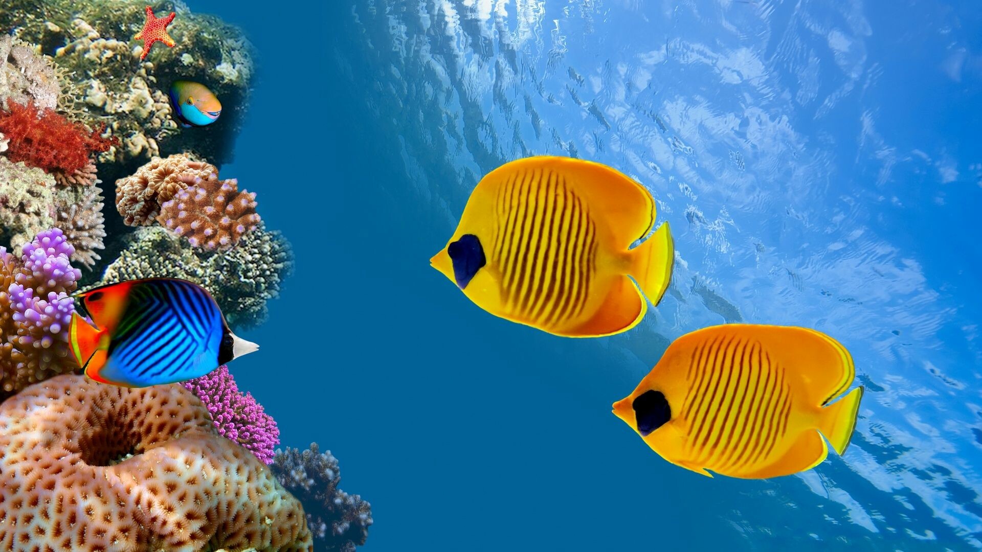 Great Barrier Reef: GBR, Known for an extraordinary variety of marine habitats. 1920x1080 Full HD Background.