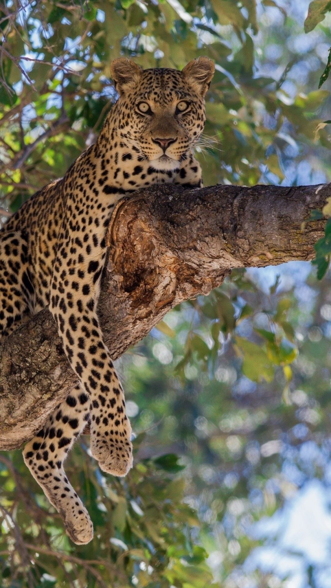 Kruger National Park, Leopard, Tree branch, Majestic feline, 1080x1920 Full HD Handy