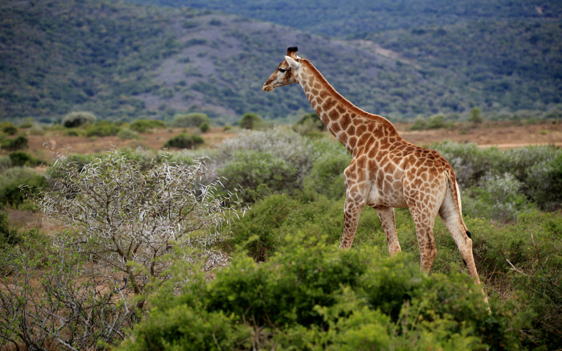 South Africa travels, African giraffe, Makana local municipality, 1920x1200 HD Desktop