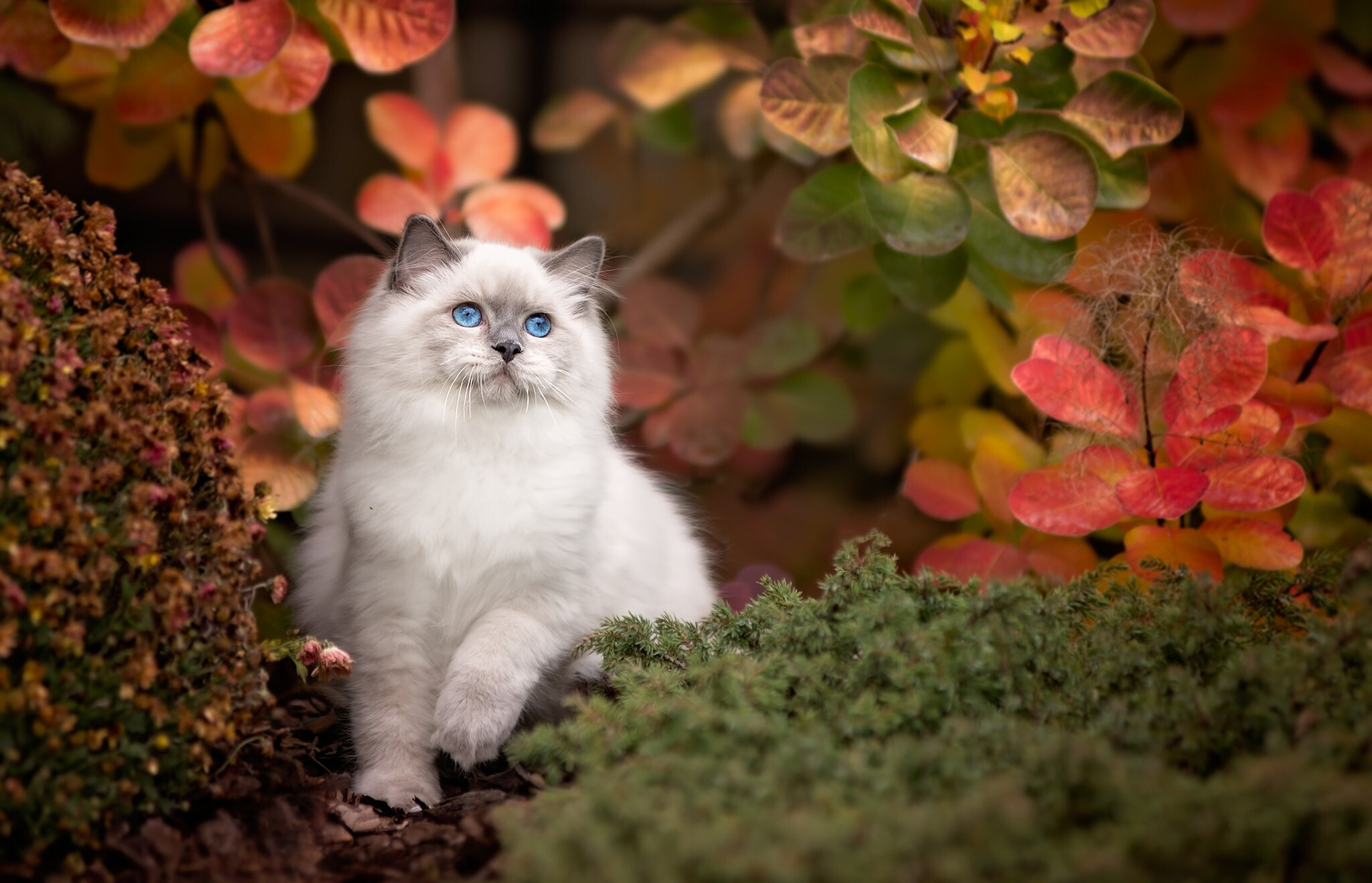 Ragdoll: They are a medium to large, moderately longhaired, blue-eyed pointed cats, Cat breed. 2050x1320 HD Background.