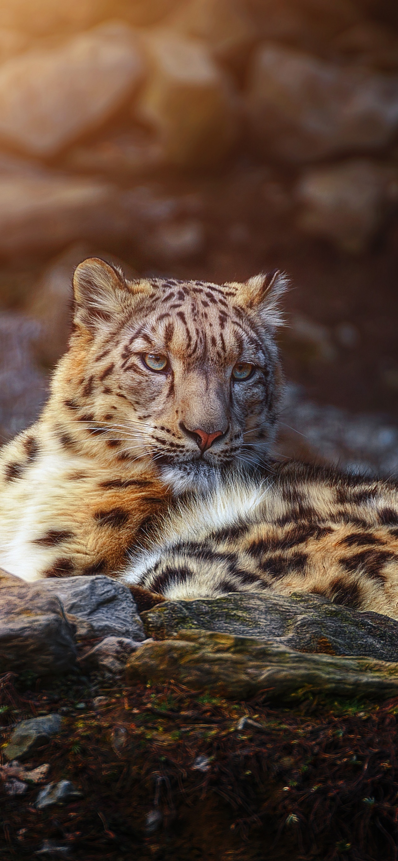 Snow leopard wallpaper 4k, Wild animal big cat, 1290x2780 HD Handy