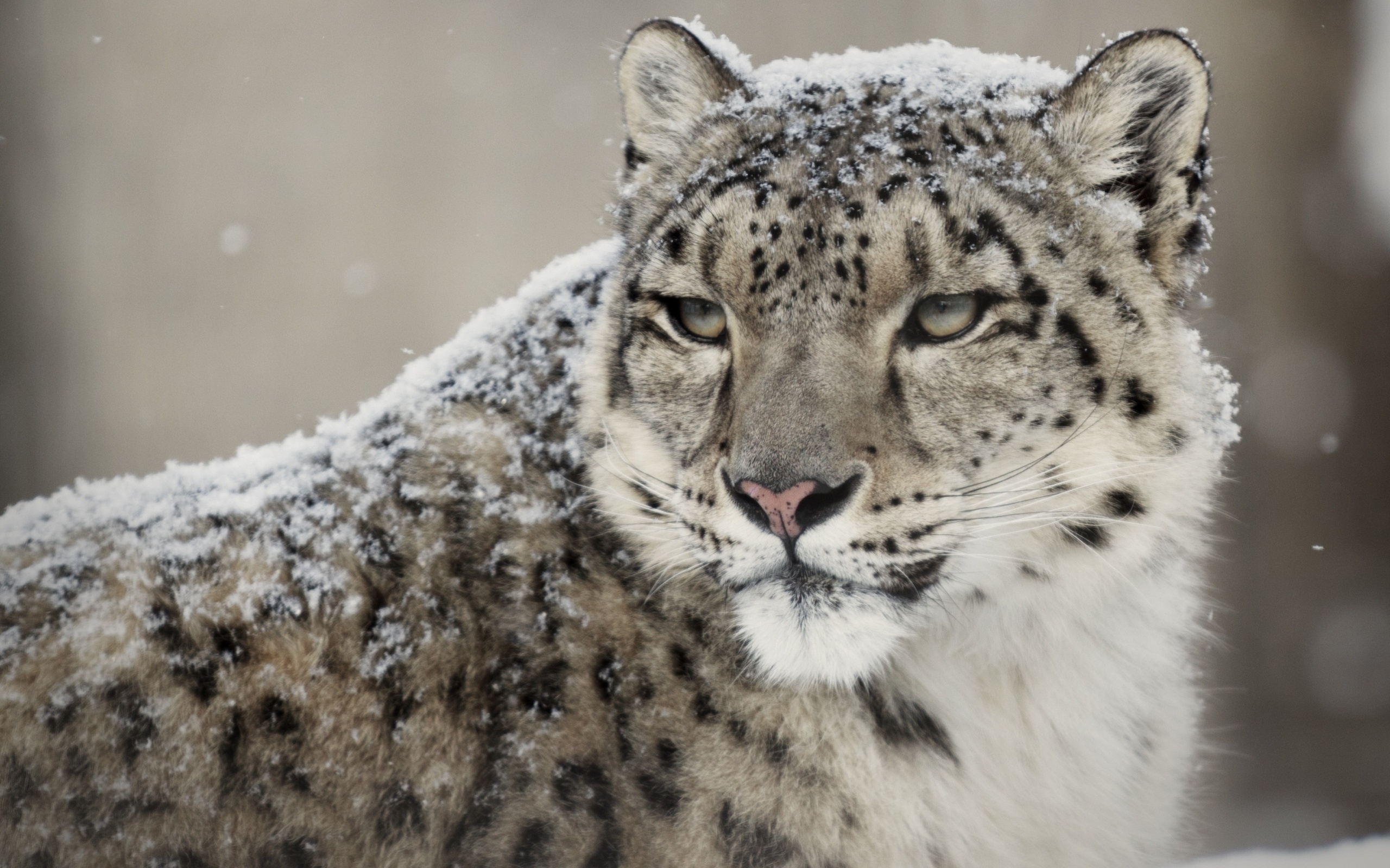 Snow Leopard, Wallpaper resolution, ID976753, Beautiful animal, 2560x1600 HD Desktop