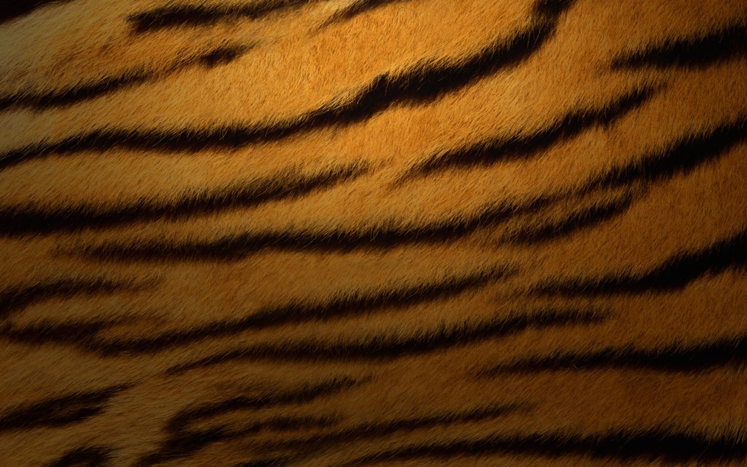 Tiger fur wallpaper, Exotic design, Striped pattern, Unique texture, 2560x1600 HD Desktop