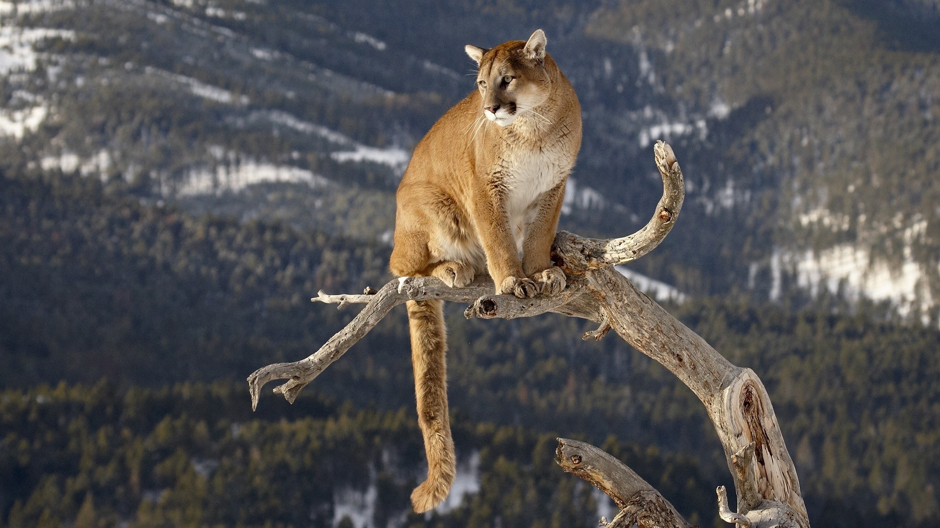 Cougar, Stealthy predator, Rugged hunter, Nature's balance, 1920x1080 Full HD Desktop