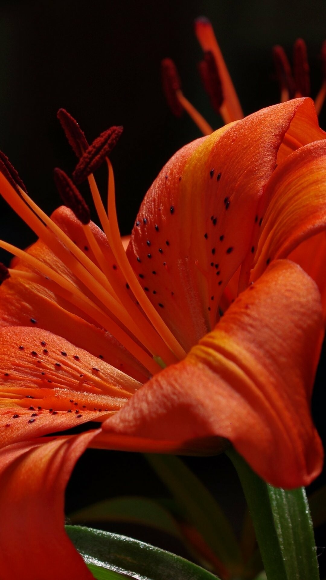 Lily: Known as a pure flower, so it’s no surprise that it’s frequently seen at weddings and other elite events. 1080x1920 Full HD Wallpaper.