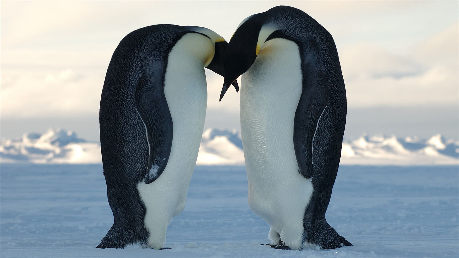 HD penguin wallpaper, Arctic cuteness, Snowy delight, Desktop treat, 1920x1080 Full HD Desktop