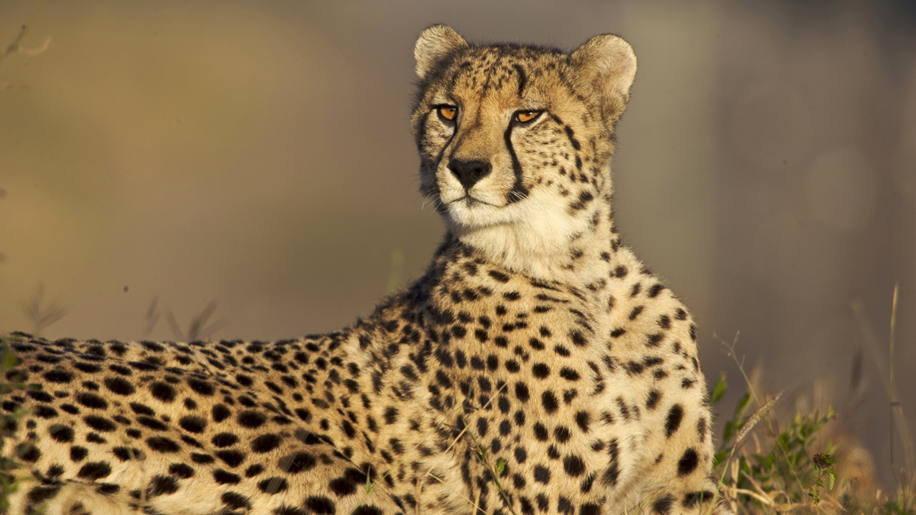 Cheetah, Exotic creature, Graceful movements, Wild beauty, 3080x1730 HD Desktop
