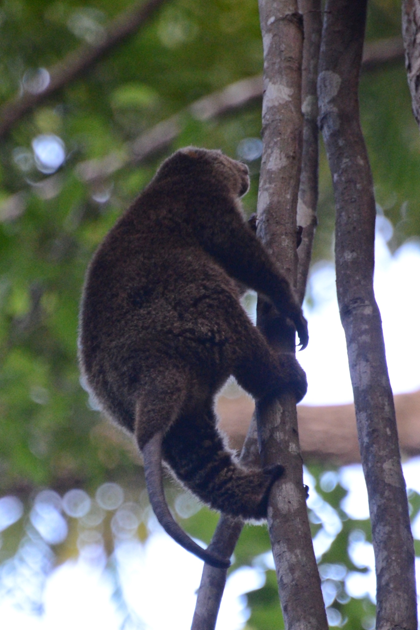 Bear cuscus, Media encyclopedia, Mammal species, Wildlife research, 1660x2490 HD Phone