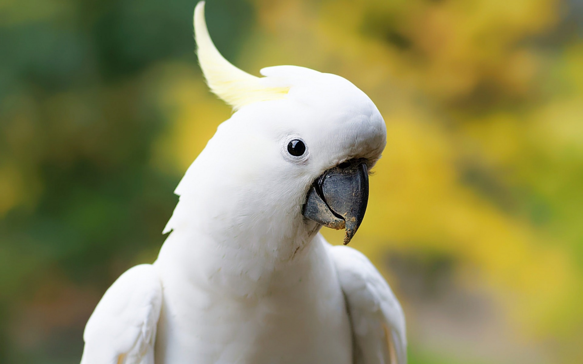 Cockatoo: Yellow-Crested White Species In Australian Nature. 1920x1200 HD Background.