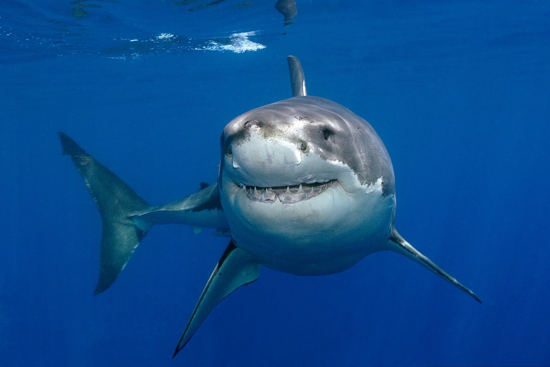 Great white shark, Background images shark, White shark wallpapers, 4K great white, 1920x1290 HD Desktop